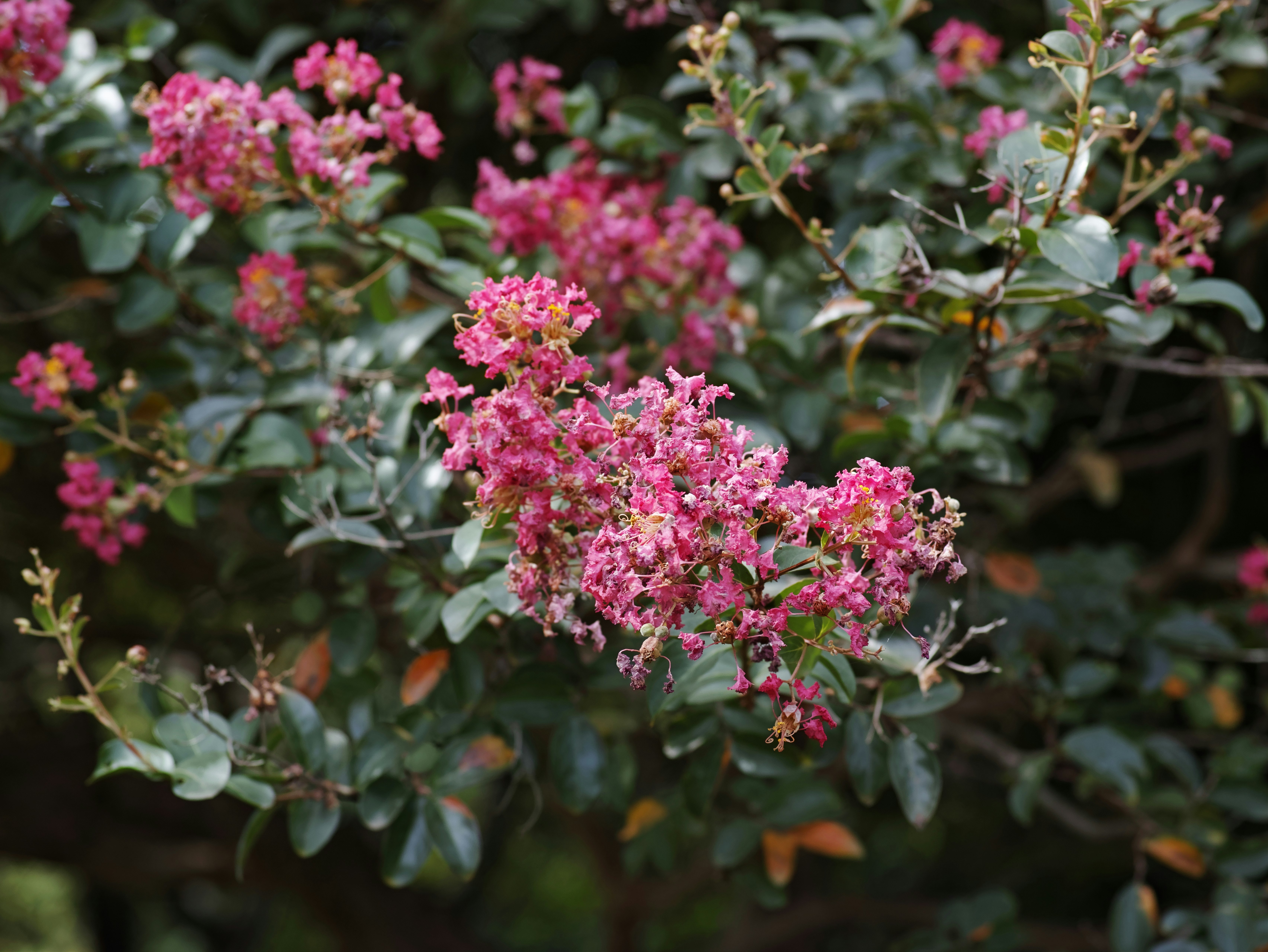 花と葉が茂る庭の一角