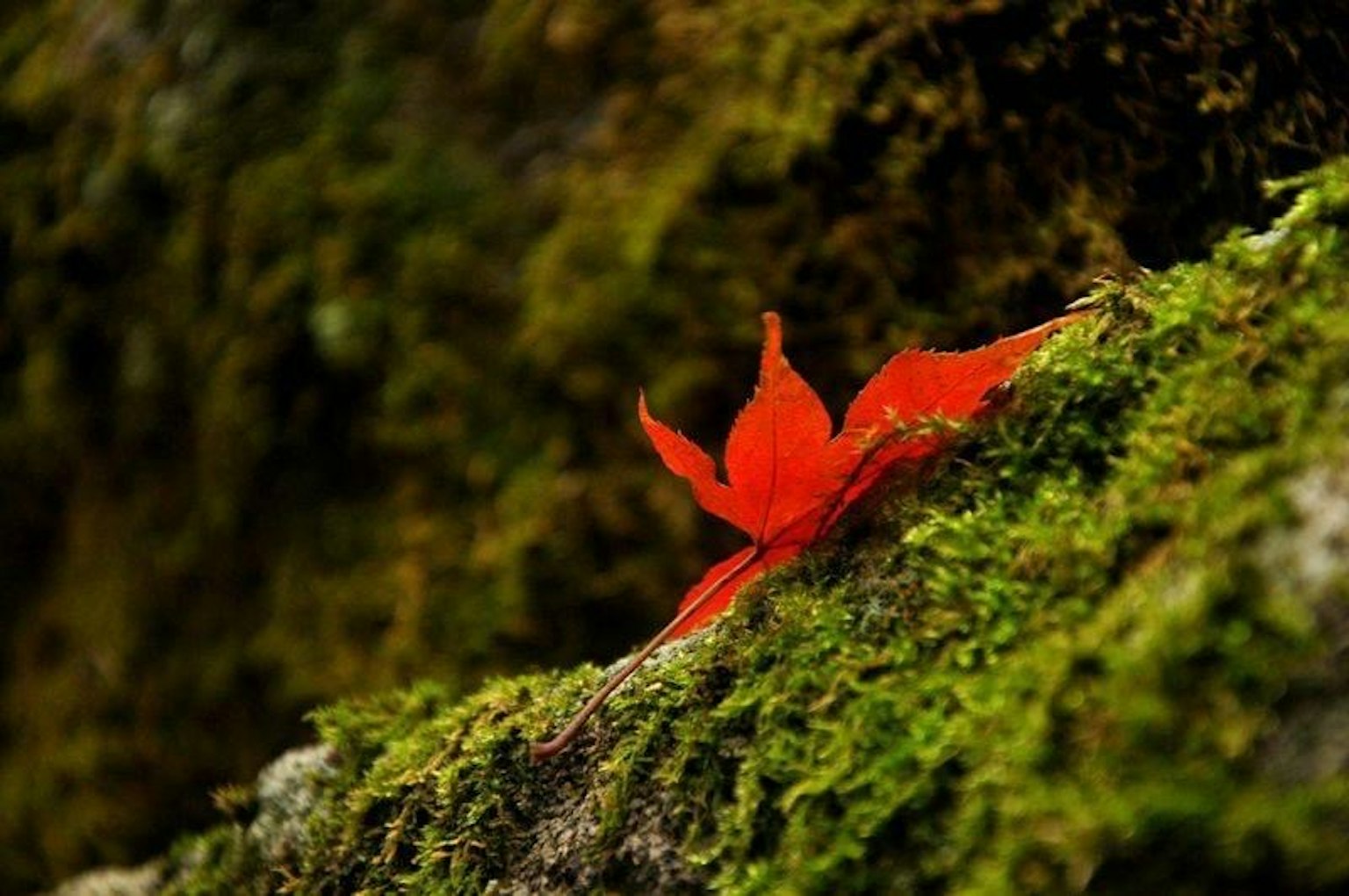 ใบเมเปิ้ลสีแดงสด resting บนมอสสีเขียวชอุ่ม