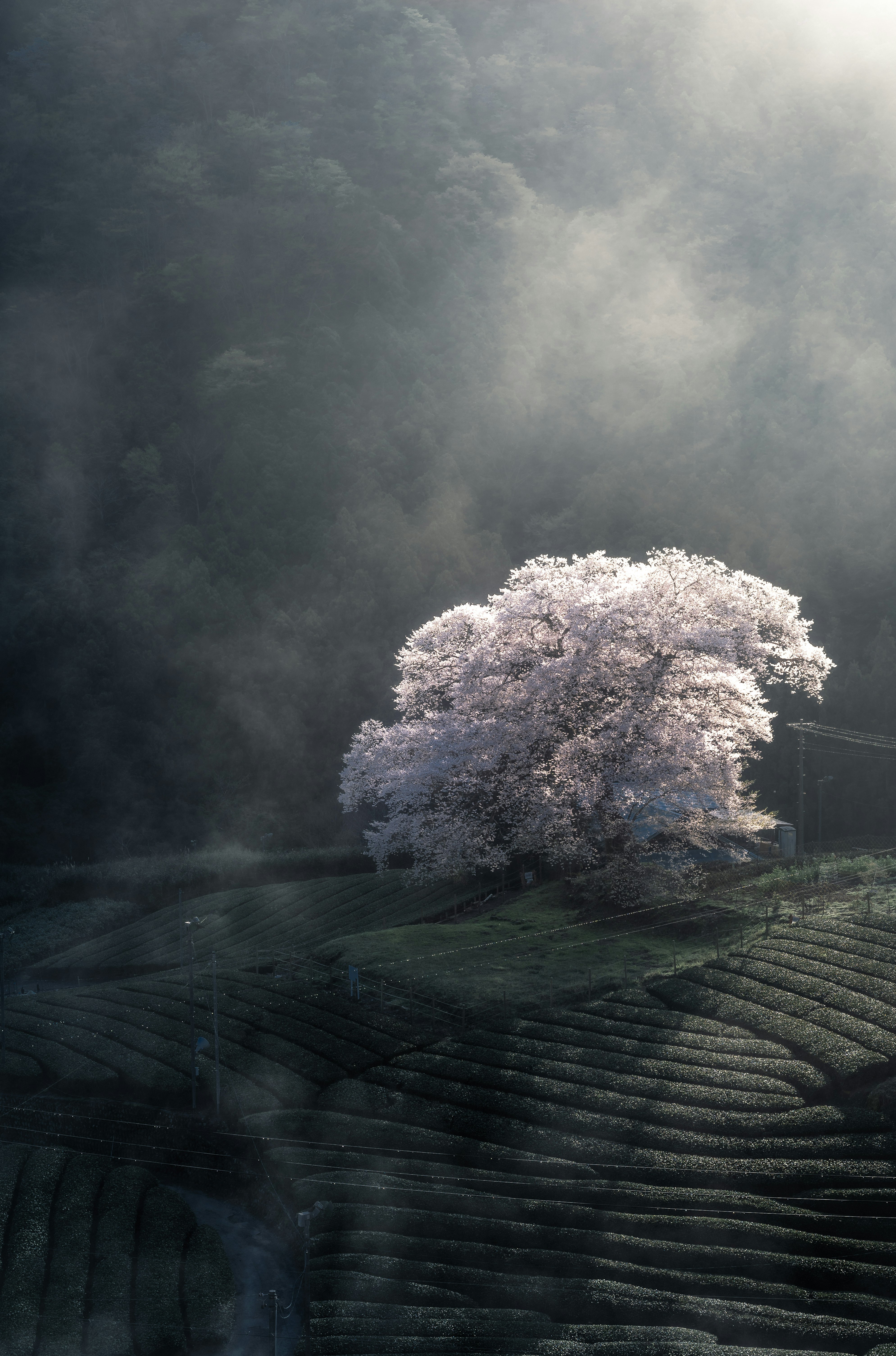 霧の中の石畳の小道と桜の木