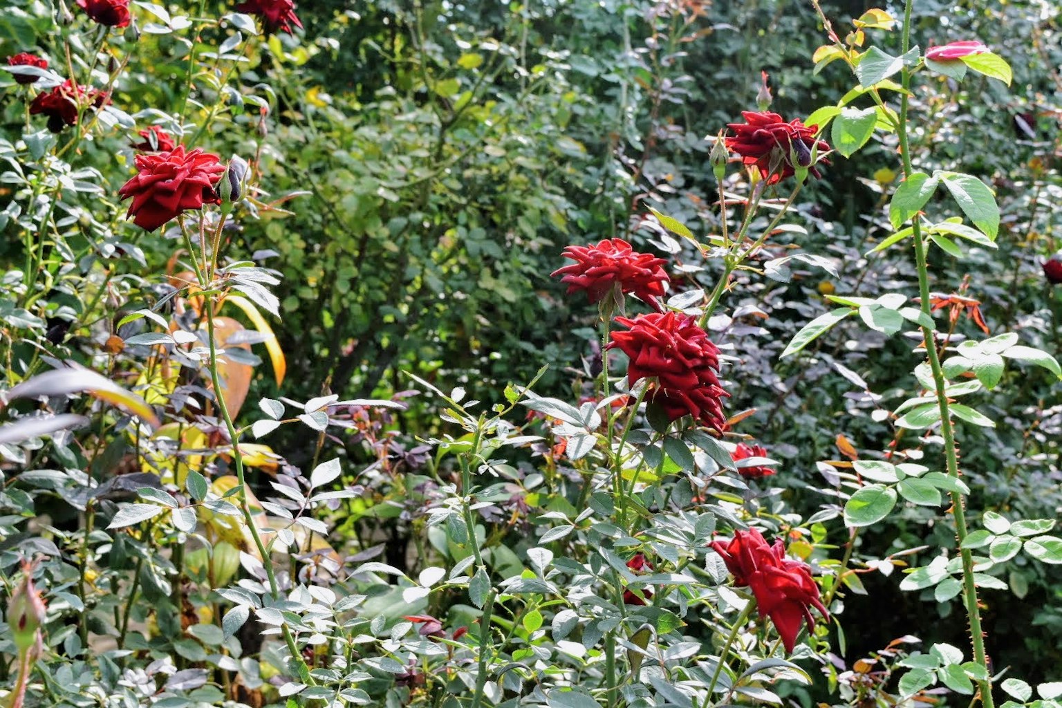 Pemandangan taman subur dengan mawar merah mekar di antara dedaunan hijau