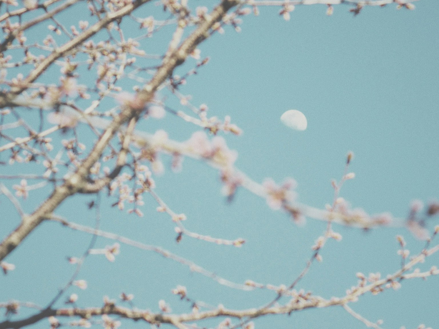 Lune dans le ciel bleu avec des branches de cerisier douces