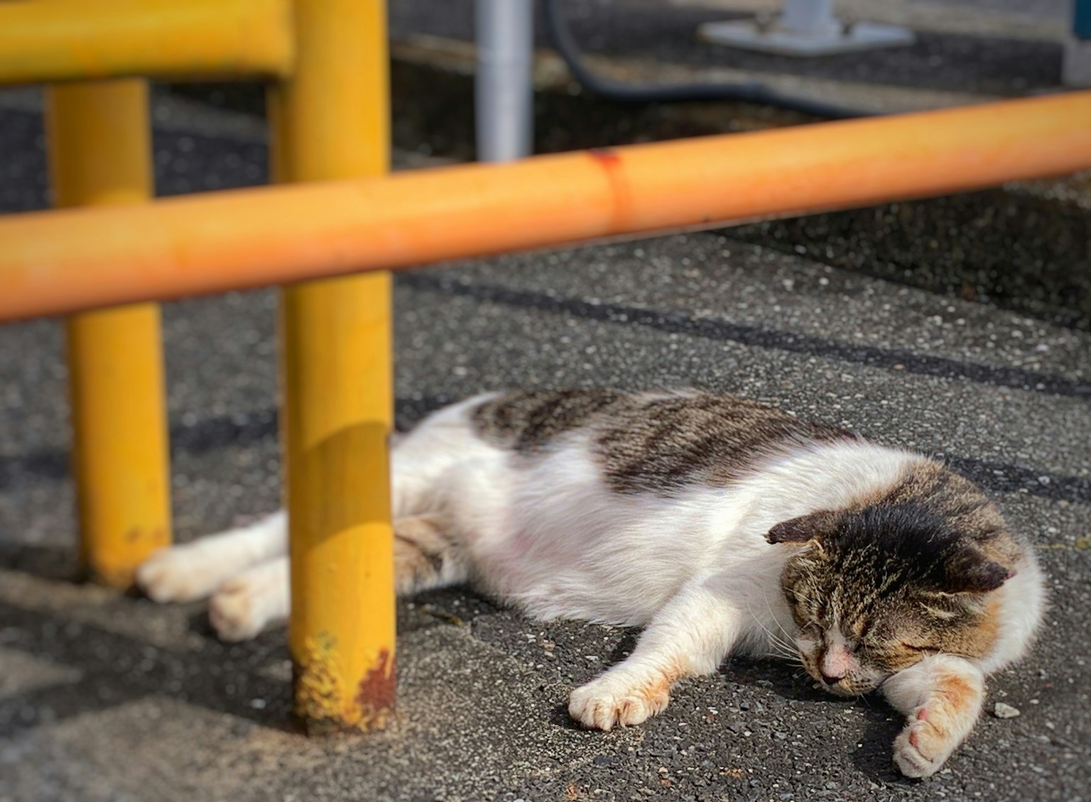 Seekor kucing tidur di bawah pipa kuning di tanah