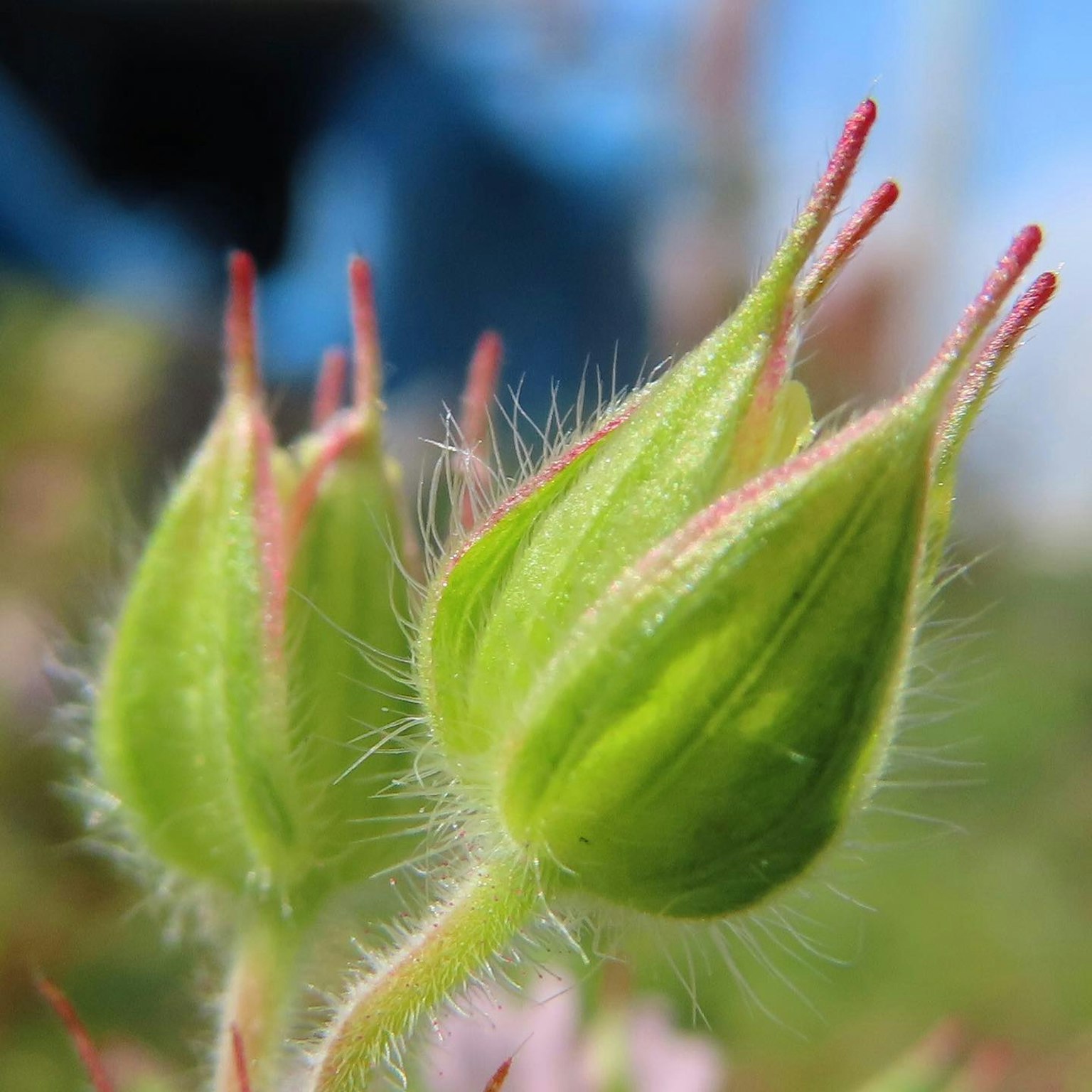 Imagen en primer plano de brotes verdes con puntas rojas en una planta