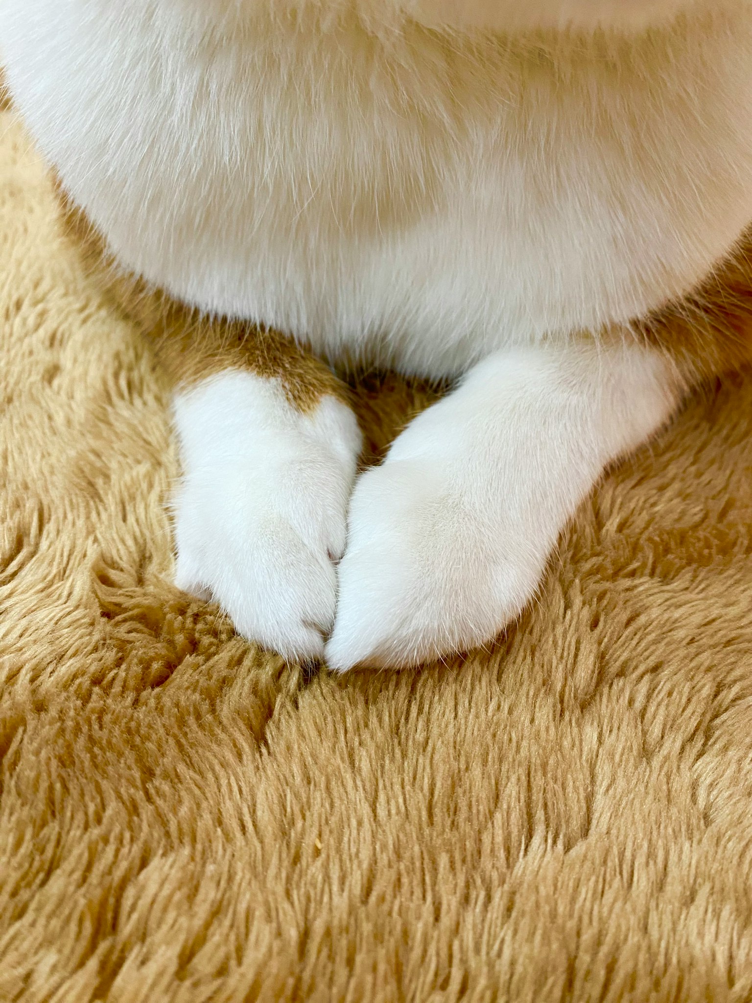Pattes avant d'un chat blanc et brun se chevauchant sur une surface douce