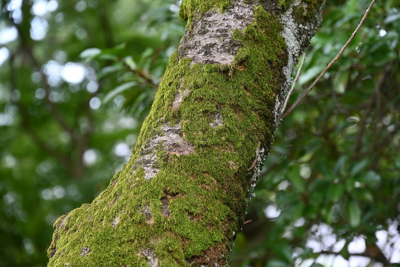 Close-up of a tree trunk covered in green moss