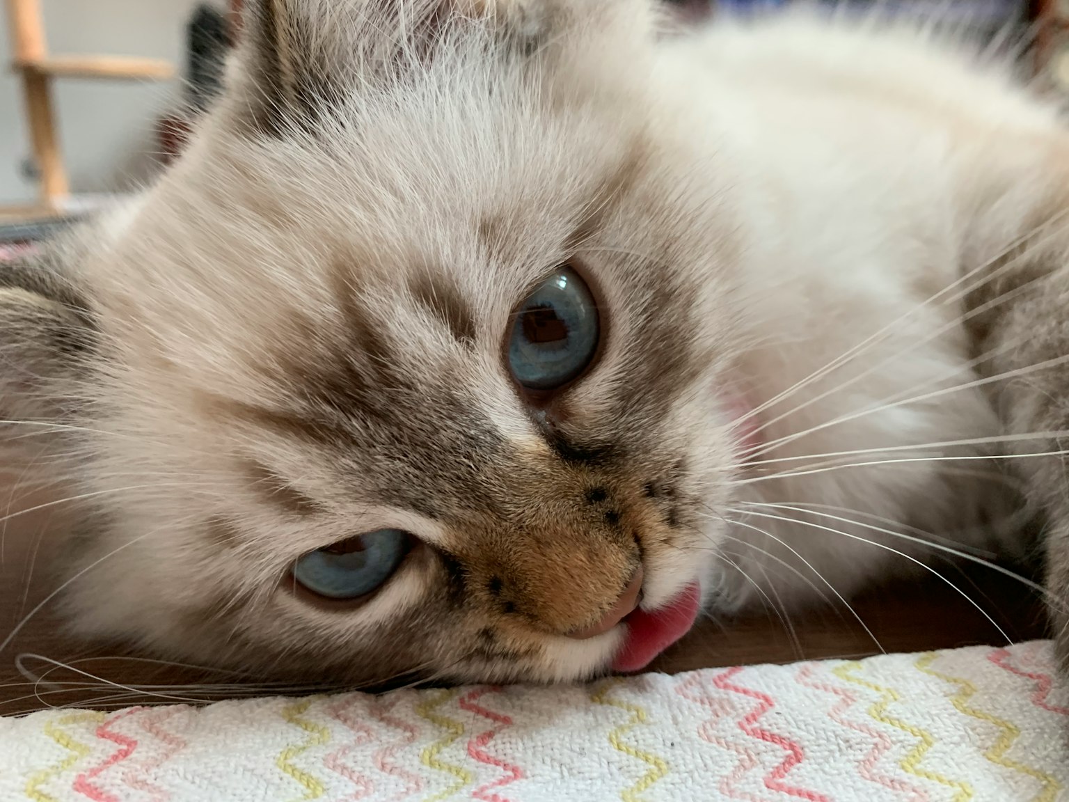 一只毛茸茸的白色小猫，蓝色眼睛伸出舌头