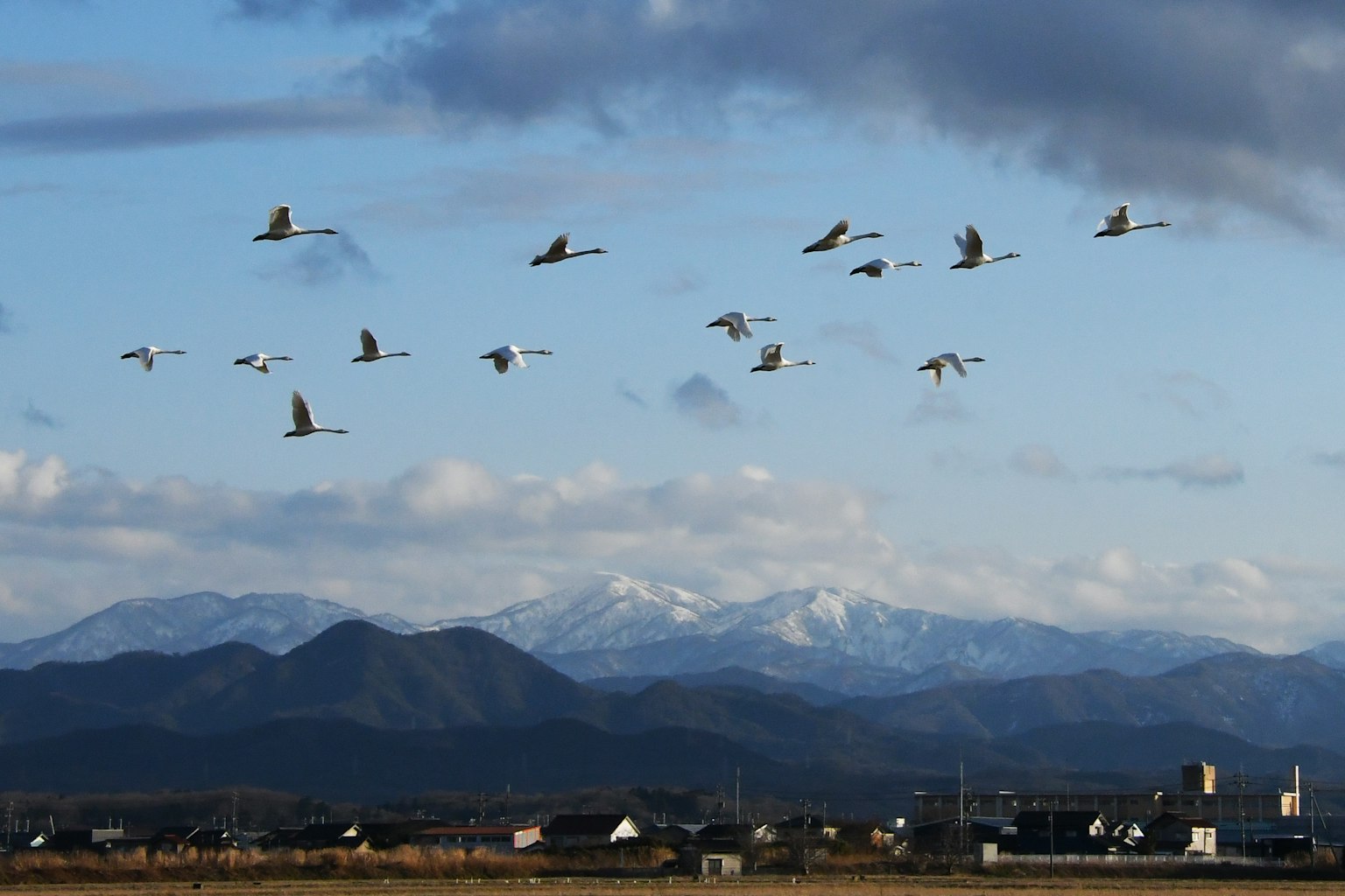Una bandada de cisnes volando con montañas de fondo