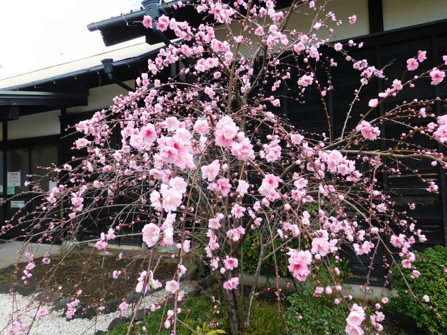 ต้นซากุระที่สวยงามมีดอกไม้สีชมพูและอาคารแบบดั้งเดิมอยู่เบื้องหลัง