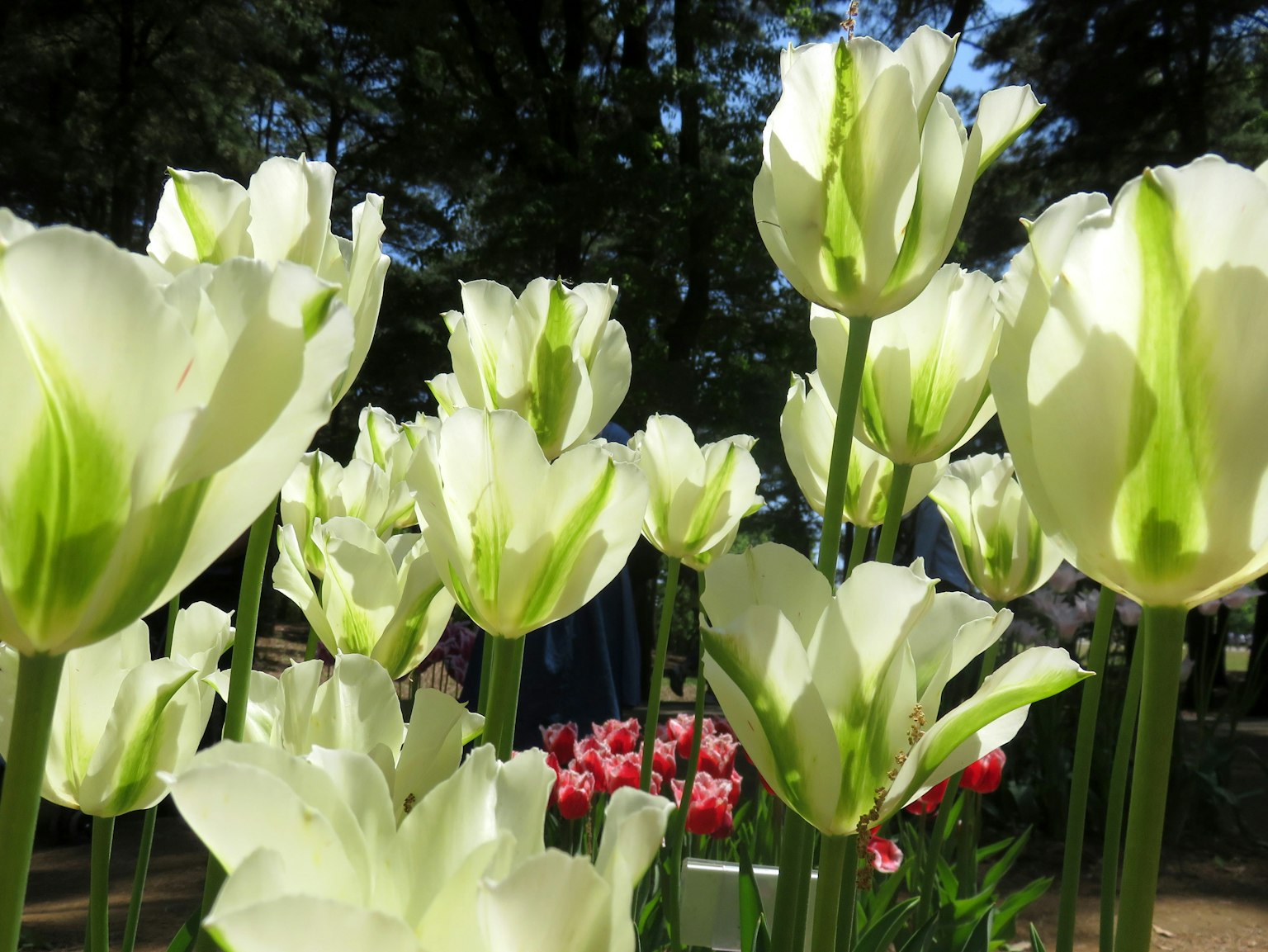 Field of white tulips with green accents blooming in sunlight