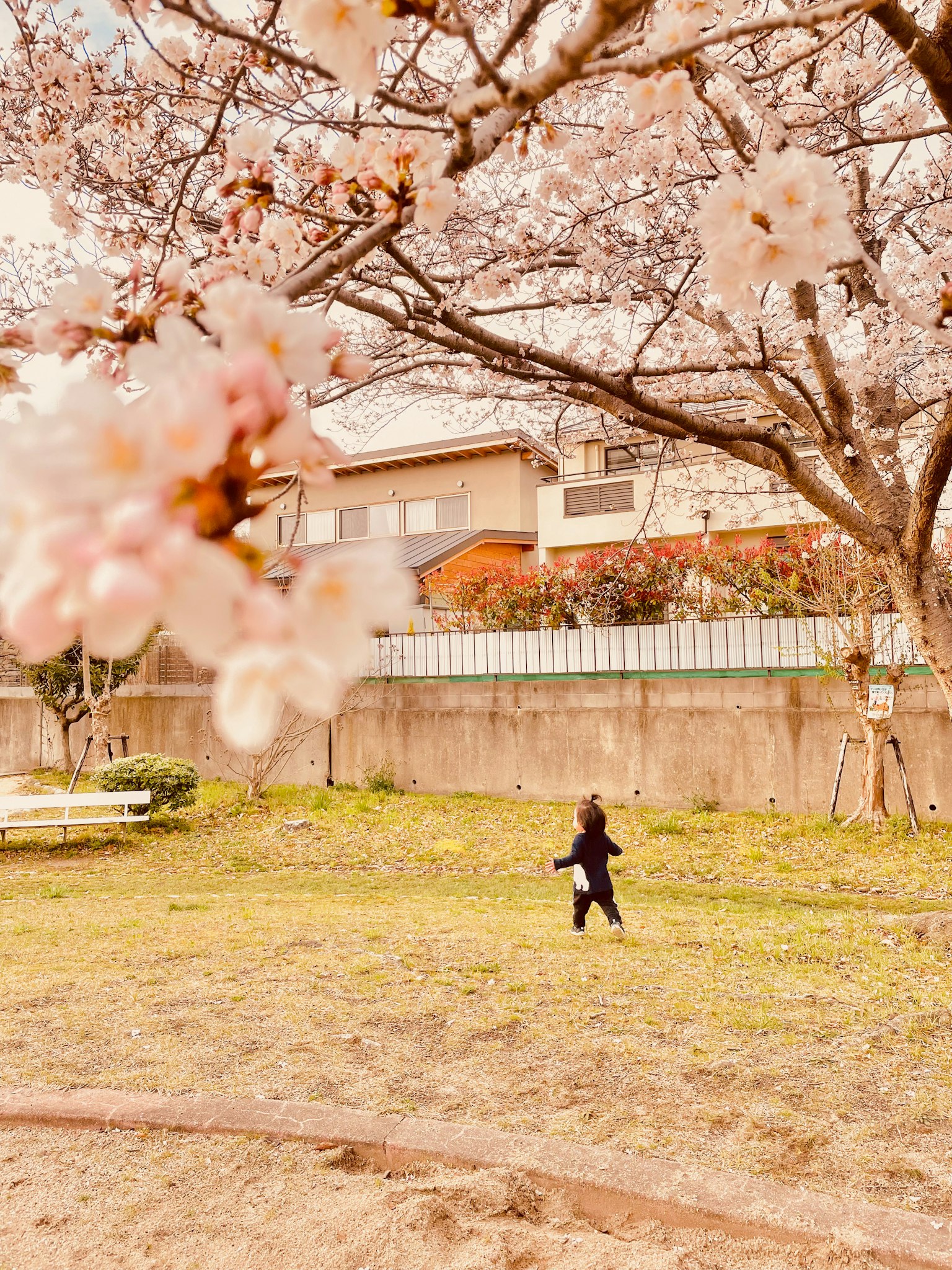 Anak bermain di taman di bawah bunga sakura