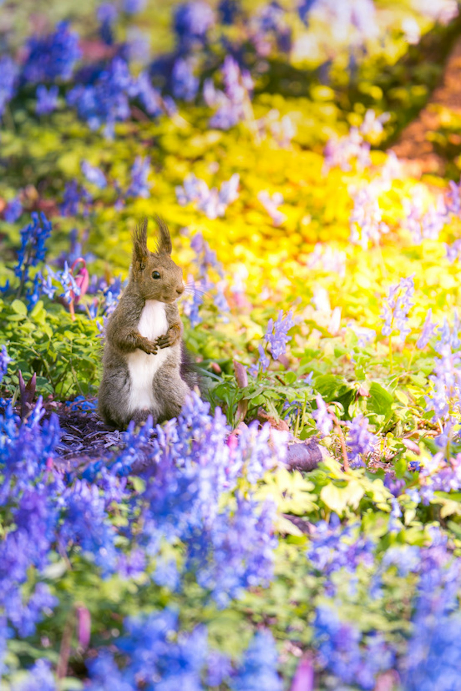 Ein kleines Kaninchen steht zwischen blauen Blumen in einem lebendigen Garten