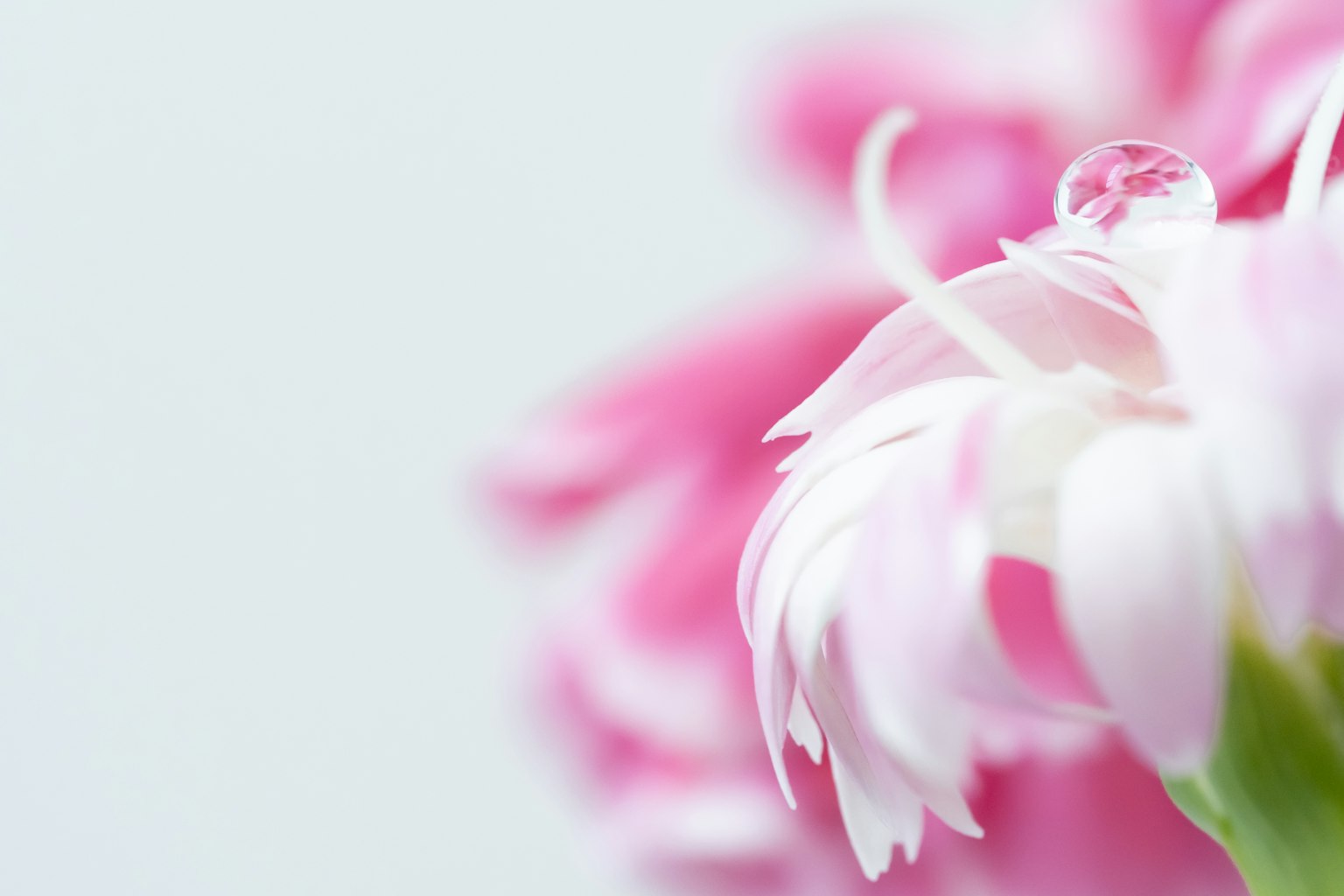 Gros plan de pétales de fleurs roses avec une goutte d'eau