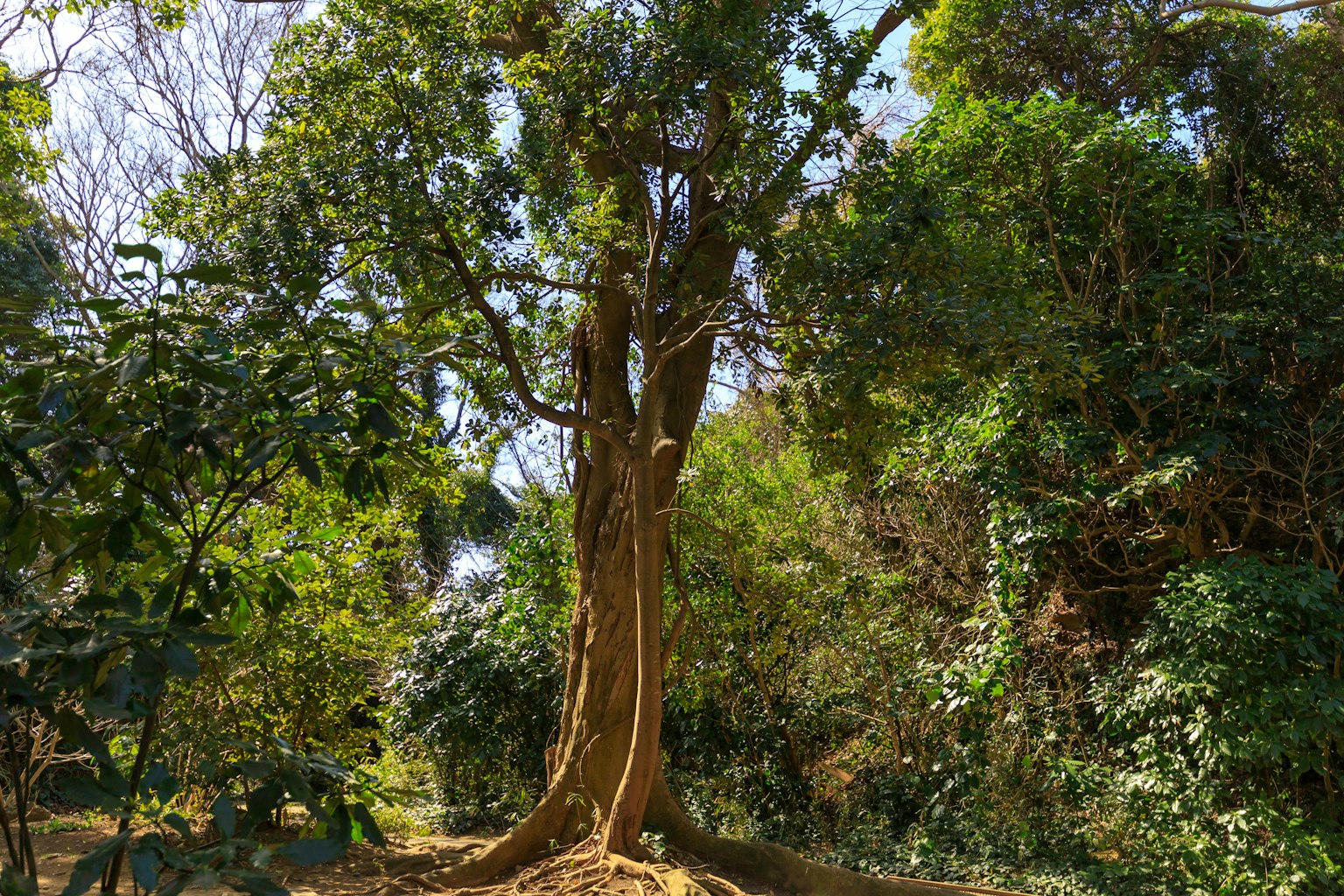 Ein großer Baum steht in einem üppigen grünen Wald