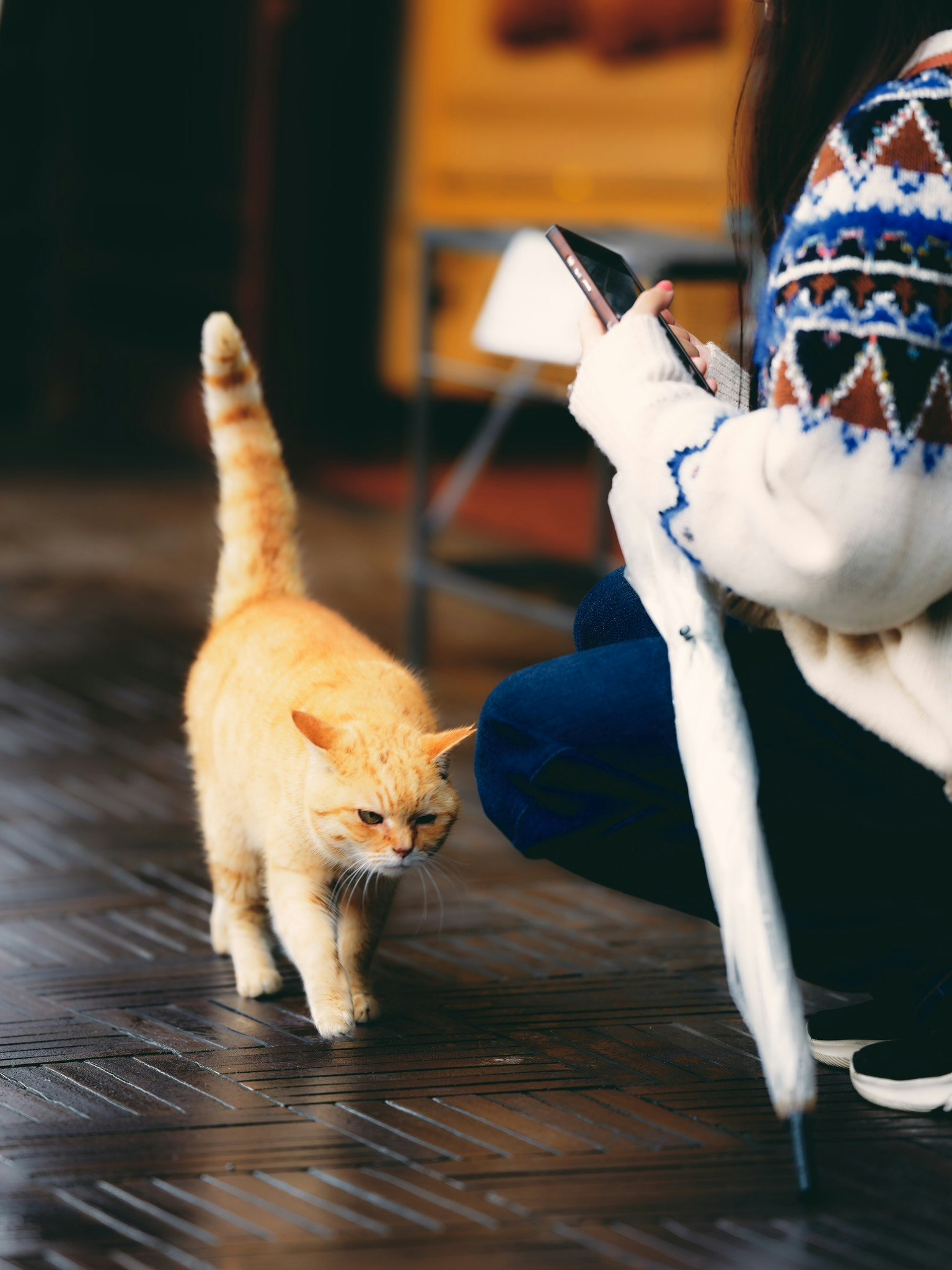 一只橙色的猫正朝着坐在地上穿着舒适毛衣的人走去