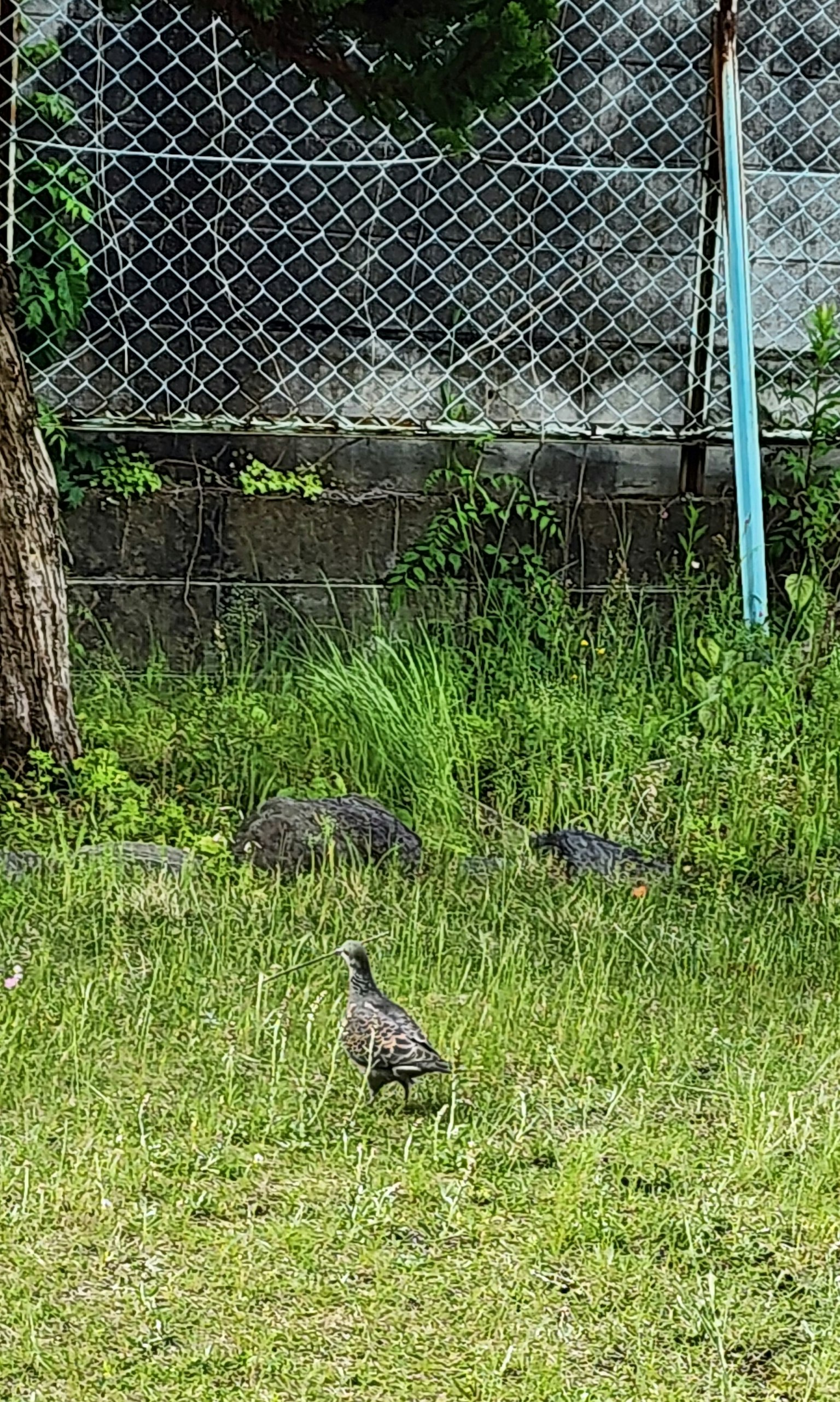 Ein Vogel steht in einem grasbewachsenen Bereich mit einem Zaun im Hintergrund