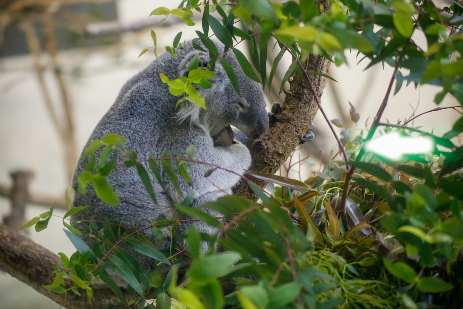 Koala yang beristirahat di dahan pohon dikelilingi daun hijau