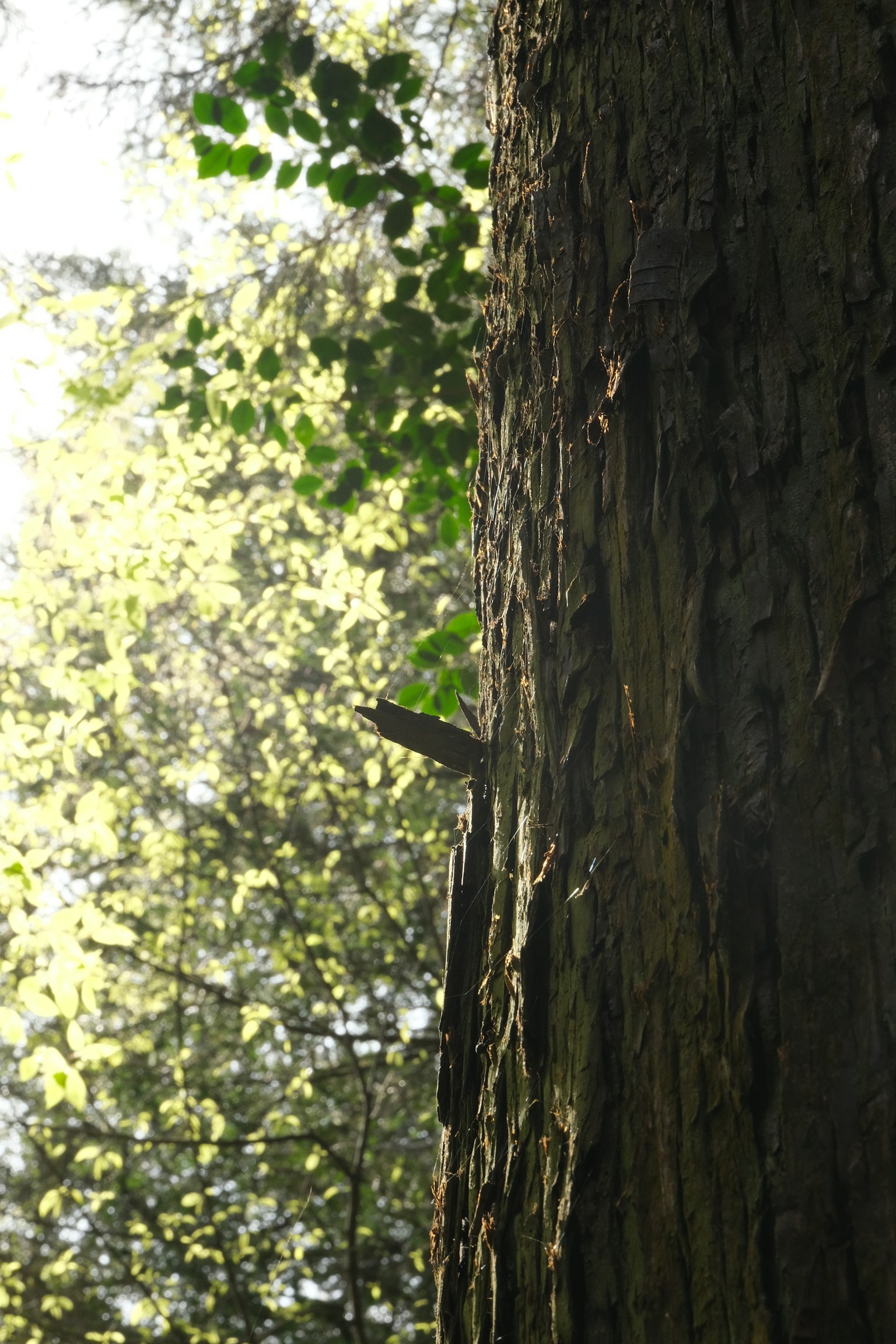 Tronc d'arbre avec des feuilles et lumière du soleil