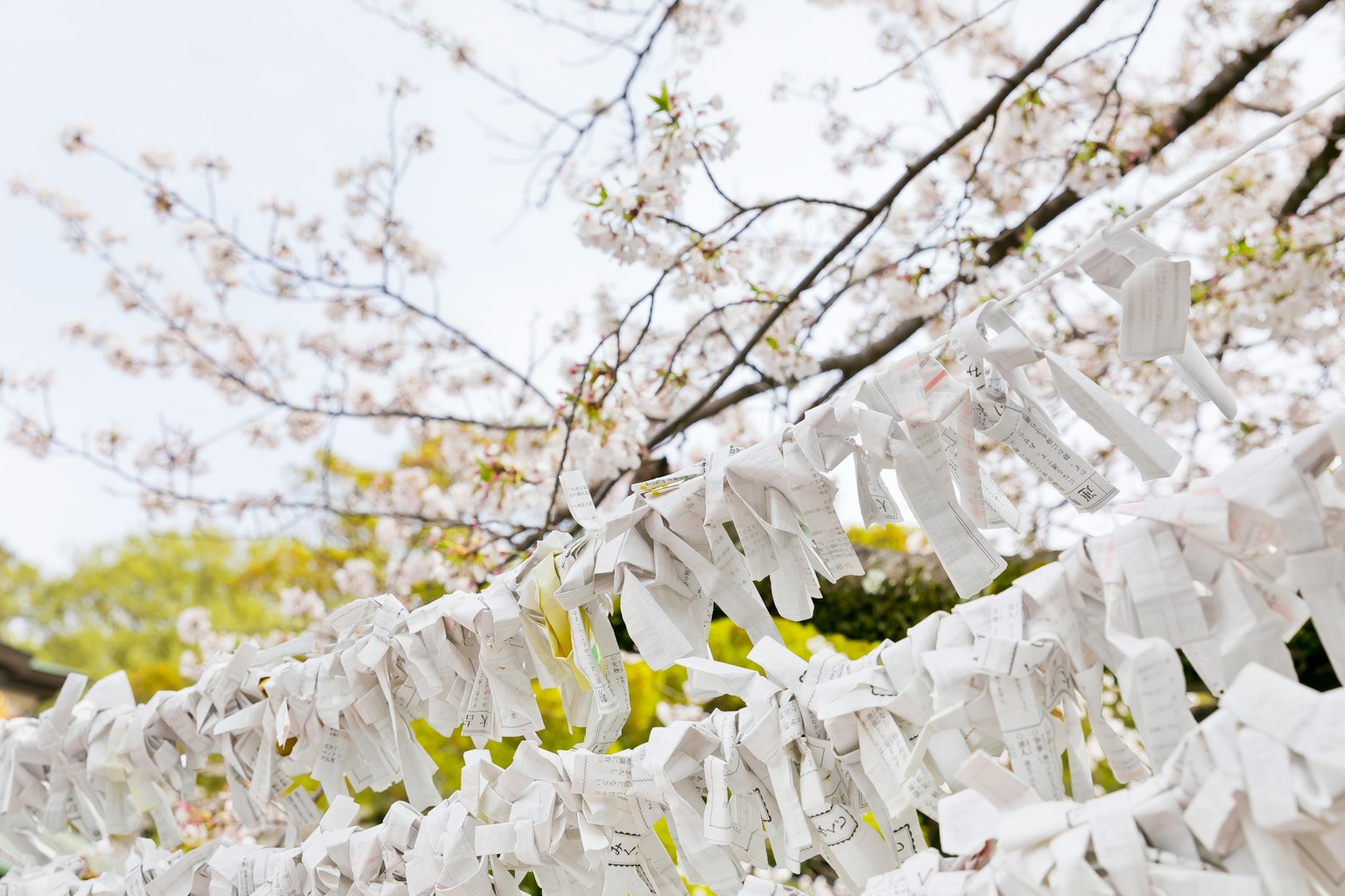 Racimos de omikuji blancos colgando de un árbol de cerezo