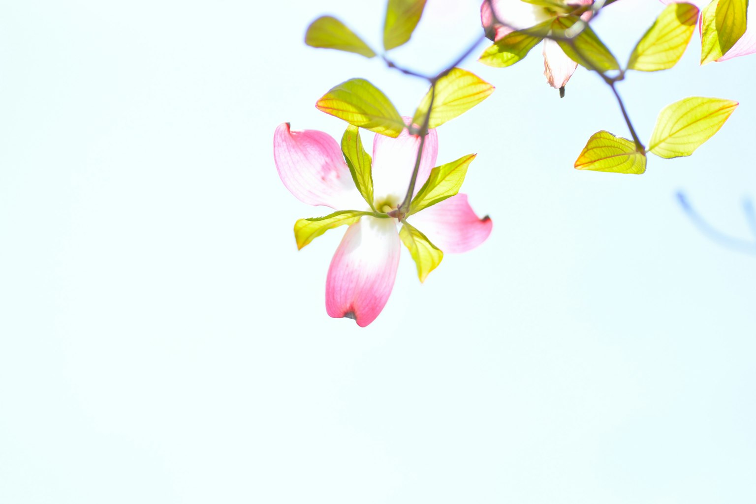 Hoa hồng nhạt và lá xanh tươi trên nền trời mềm mại