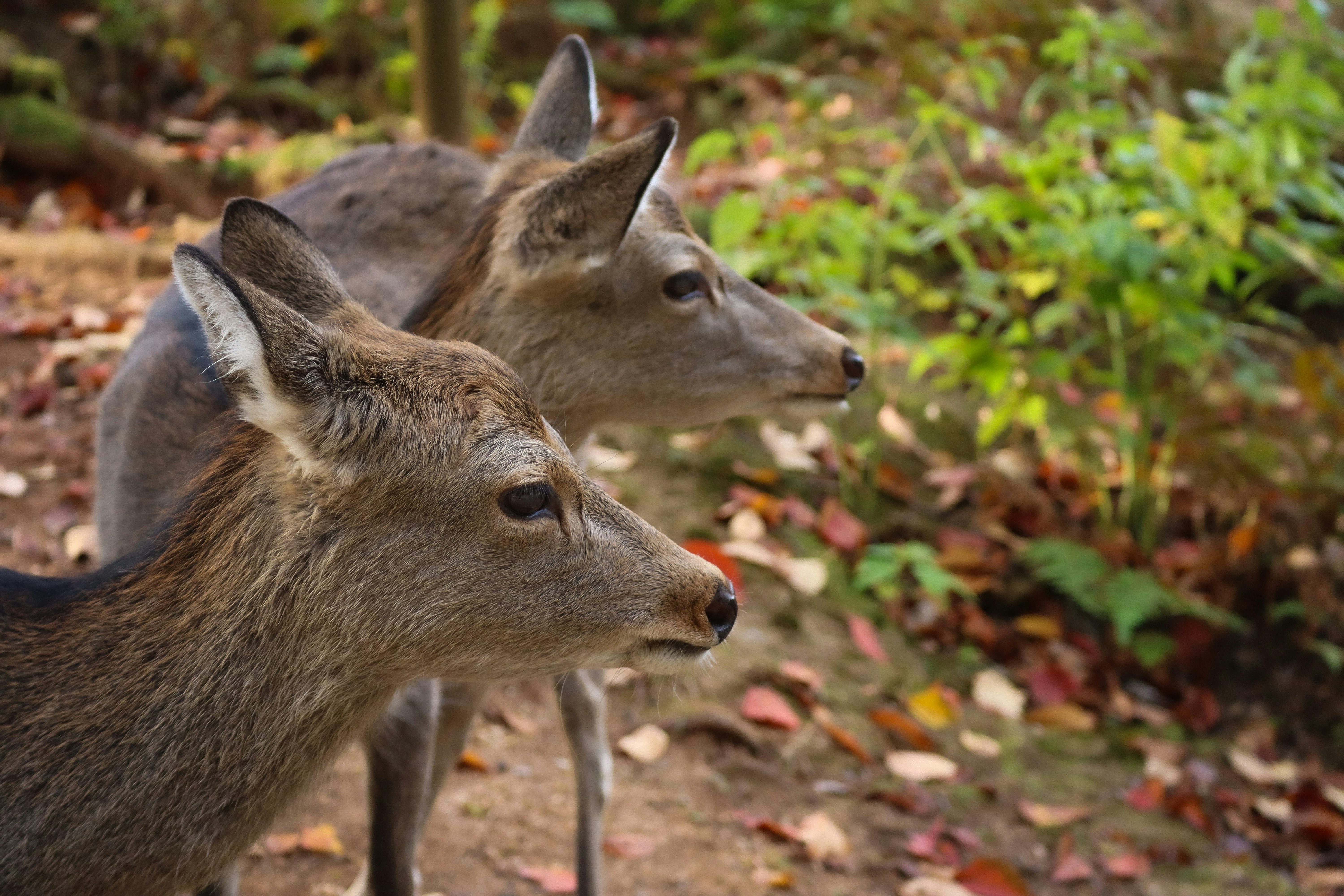 草むらの中に並ぶ野生のカンガルーの横顔
