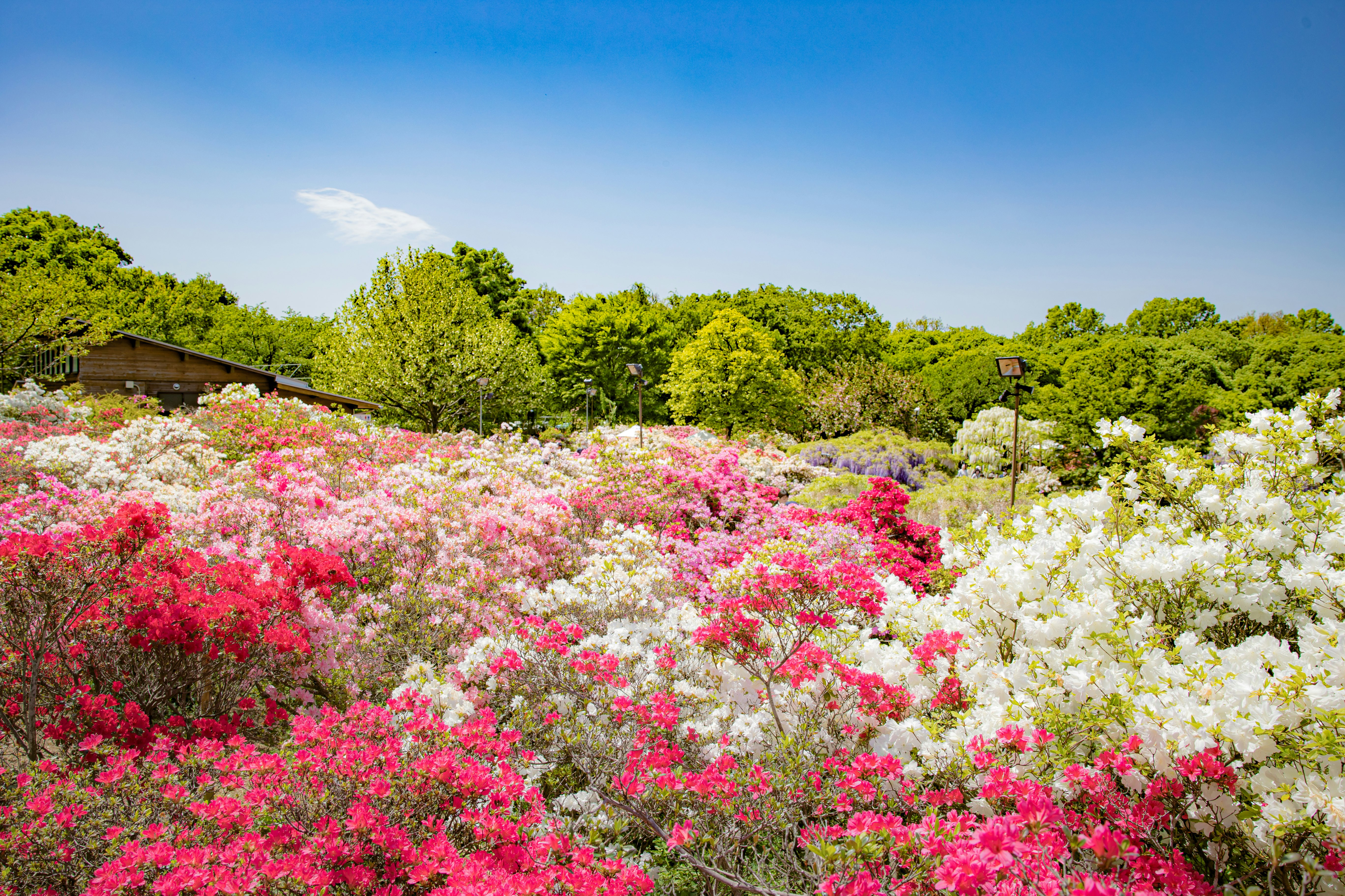色とりどりのツツジが咲き誇る庭の花畑