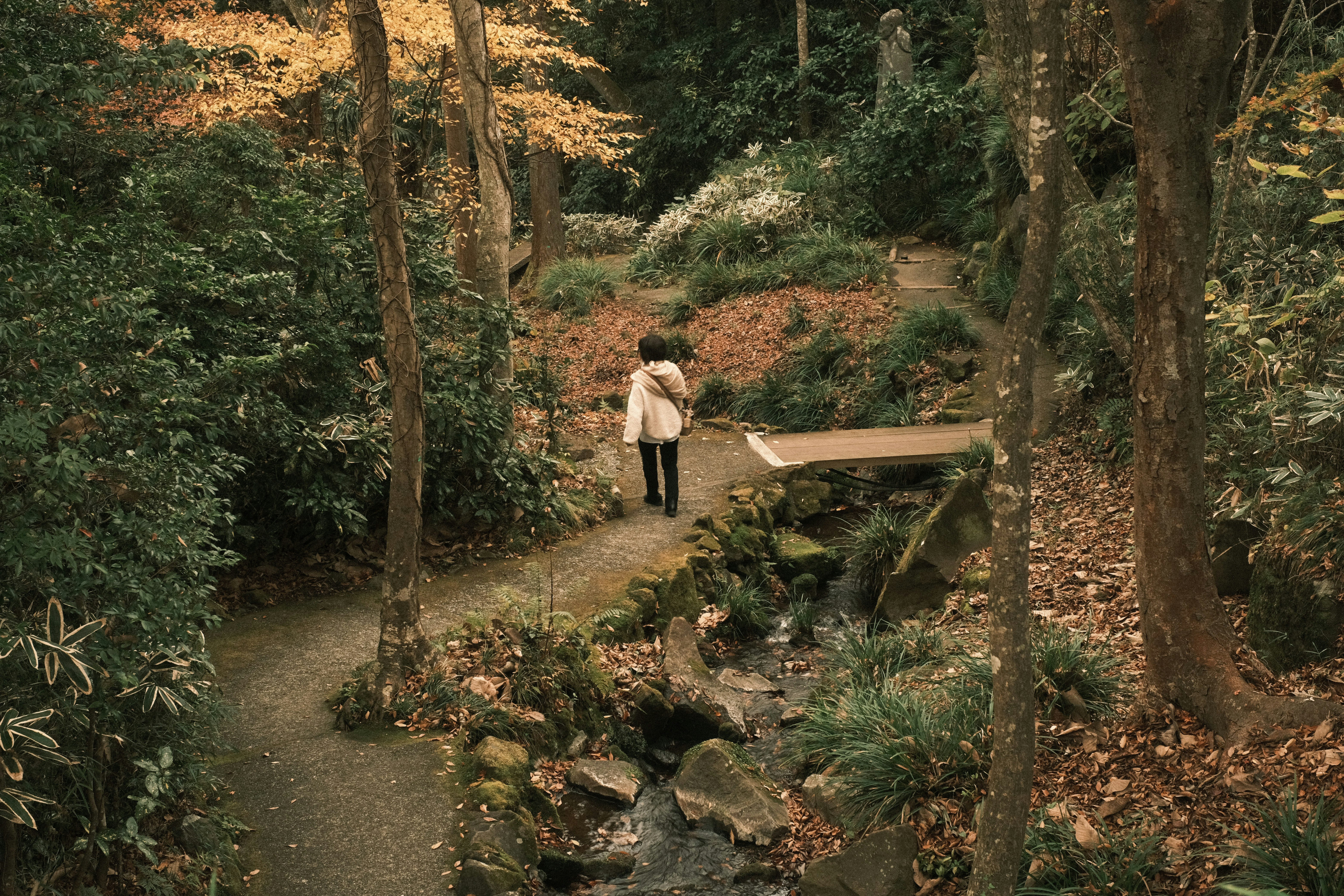 persona caminando por un sendero del bosque junto a un pequeño arroyo