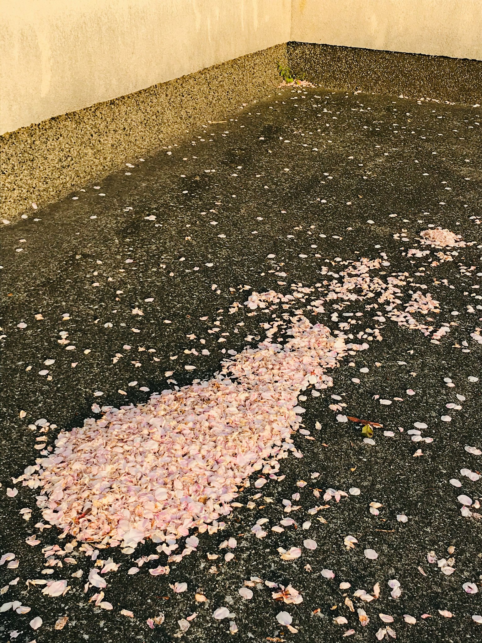 散落在路面的櫻花花瓣