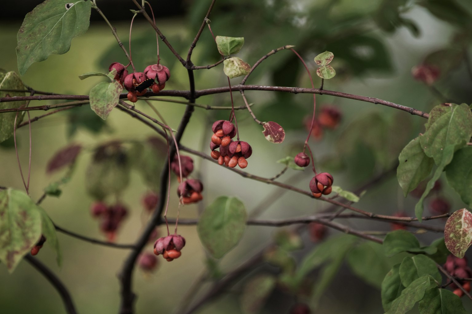 Close-up dari tanaman merambat dengan buah merah dan daun hijau