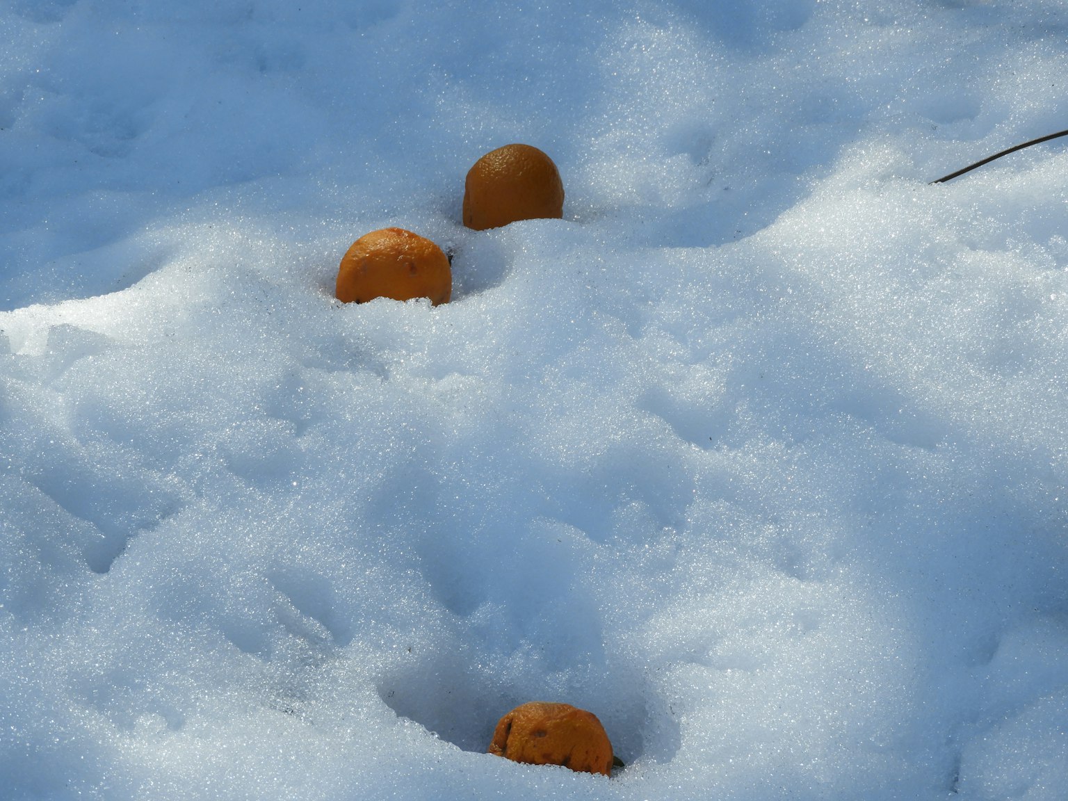 Escena con esferas naranjas parcialmente enterradas en nieve blanca