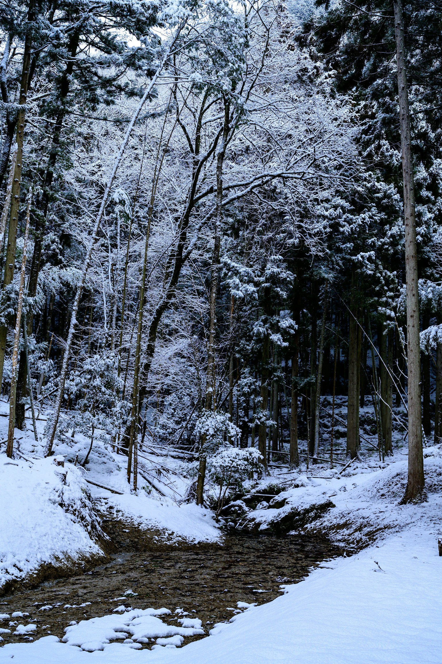被雪覆盖的森林场景和小溪