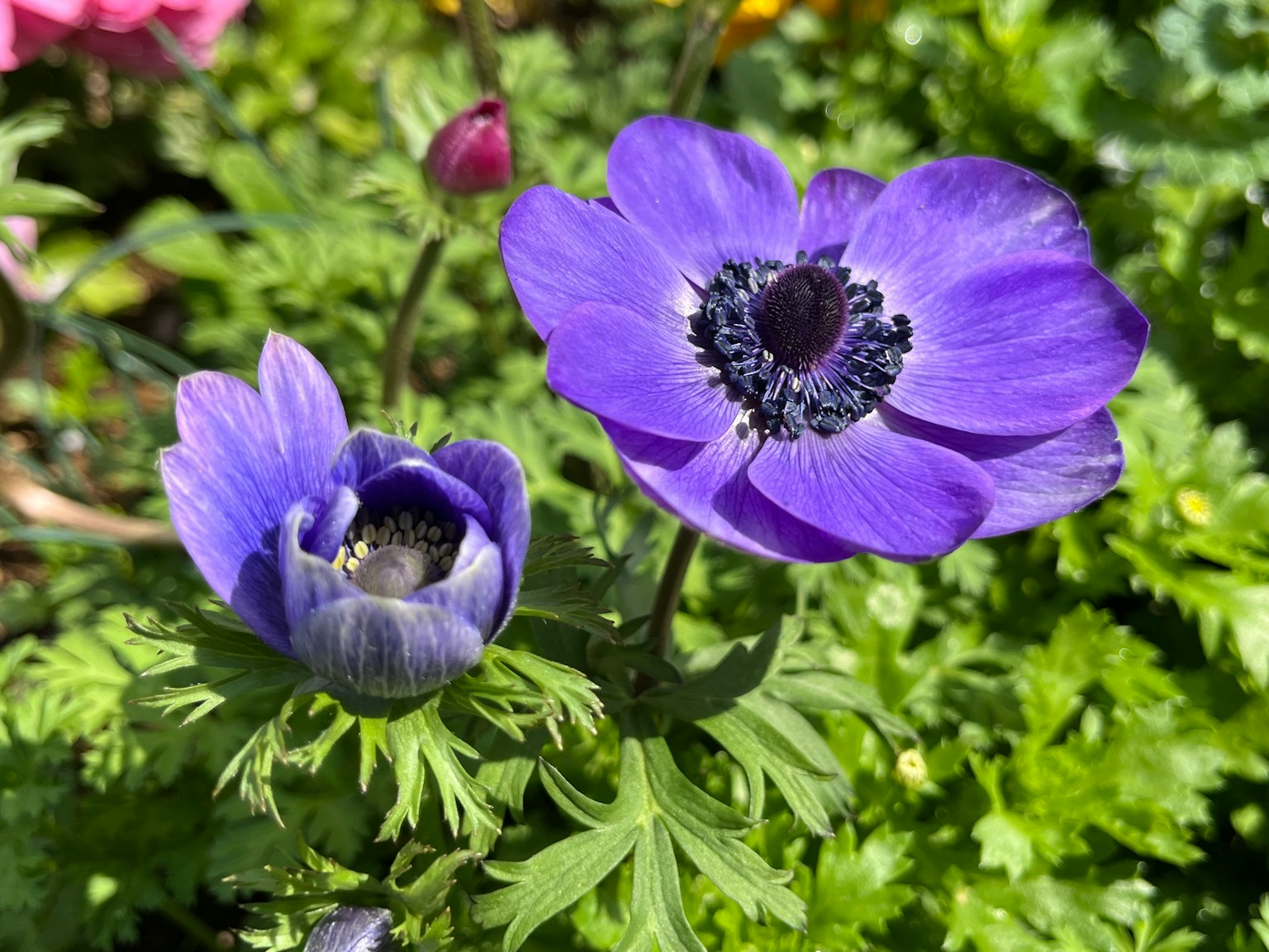 Lebendige lila Anemonenblüten mit einer Knospe in einer üppigen Gartenlandschaft