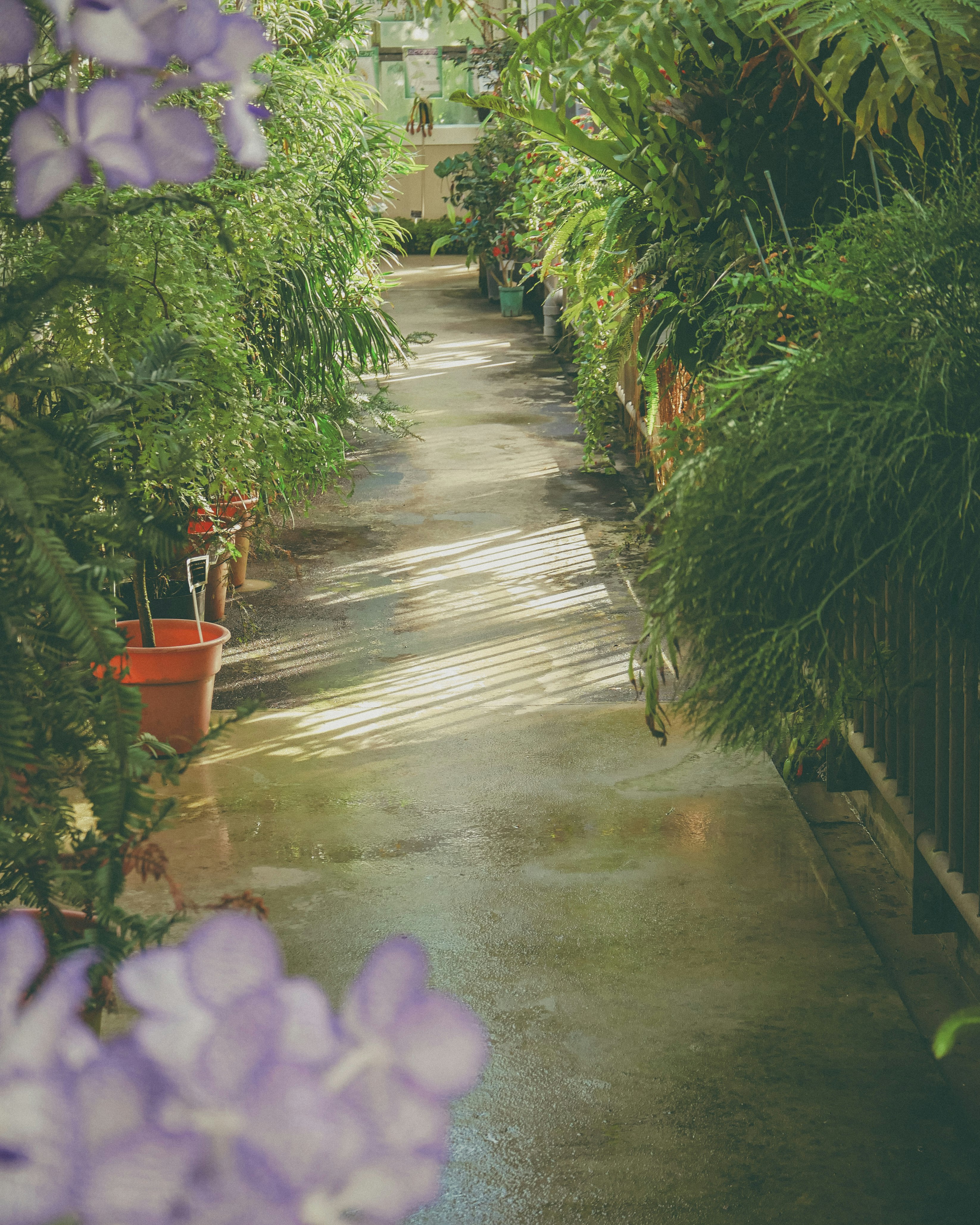 紫の花と並ぶ小道のある緑の路地