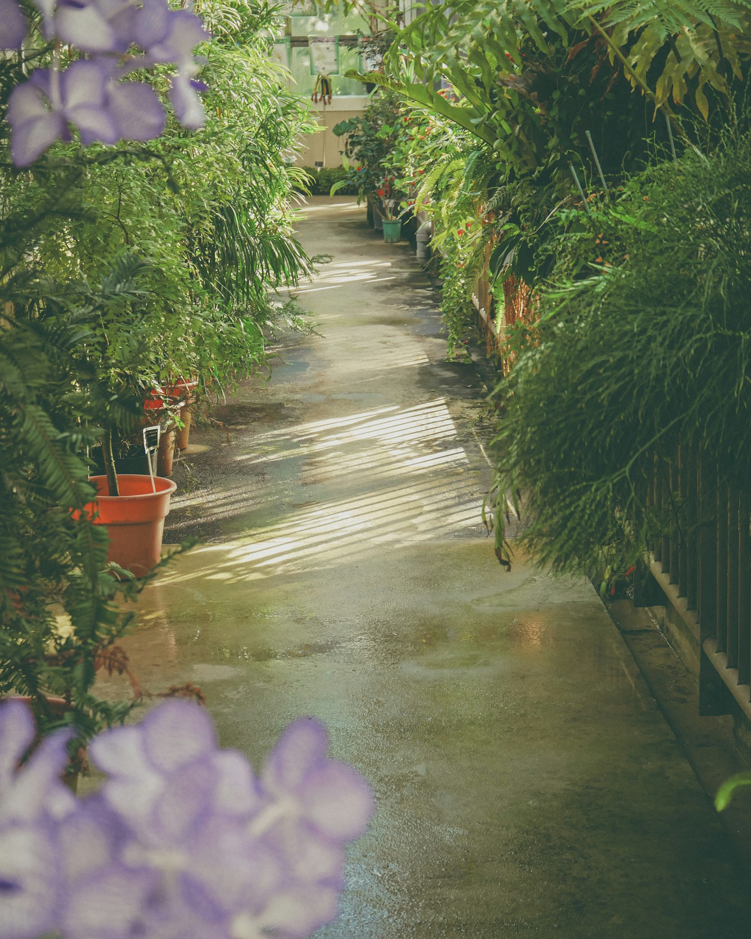Heller Weg umgeben von üppigem Grün und lila Blumen im Hintergrund