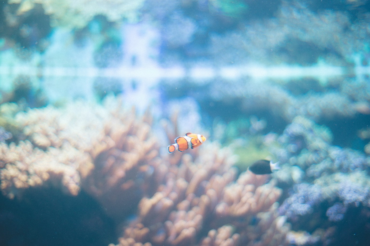 Un pesce pagliaccio vibrante che nuota tra coralli colorati in una bellissima scena sottomarina