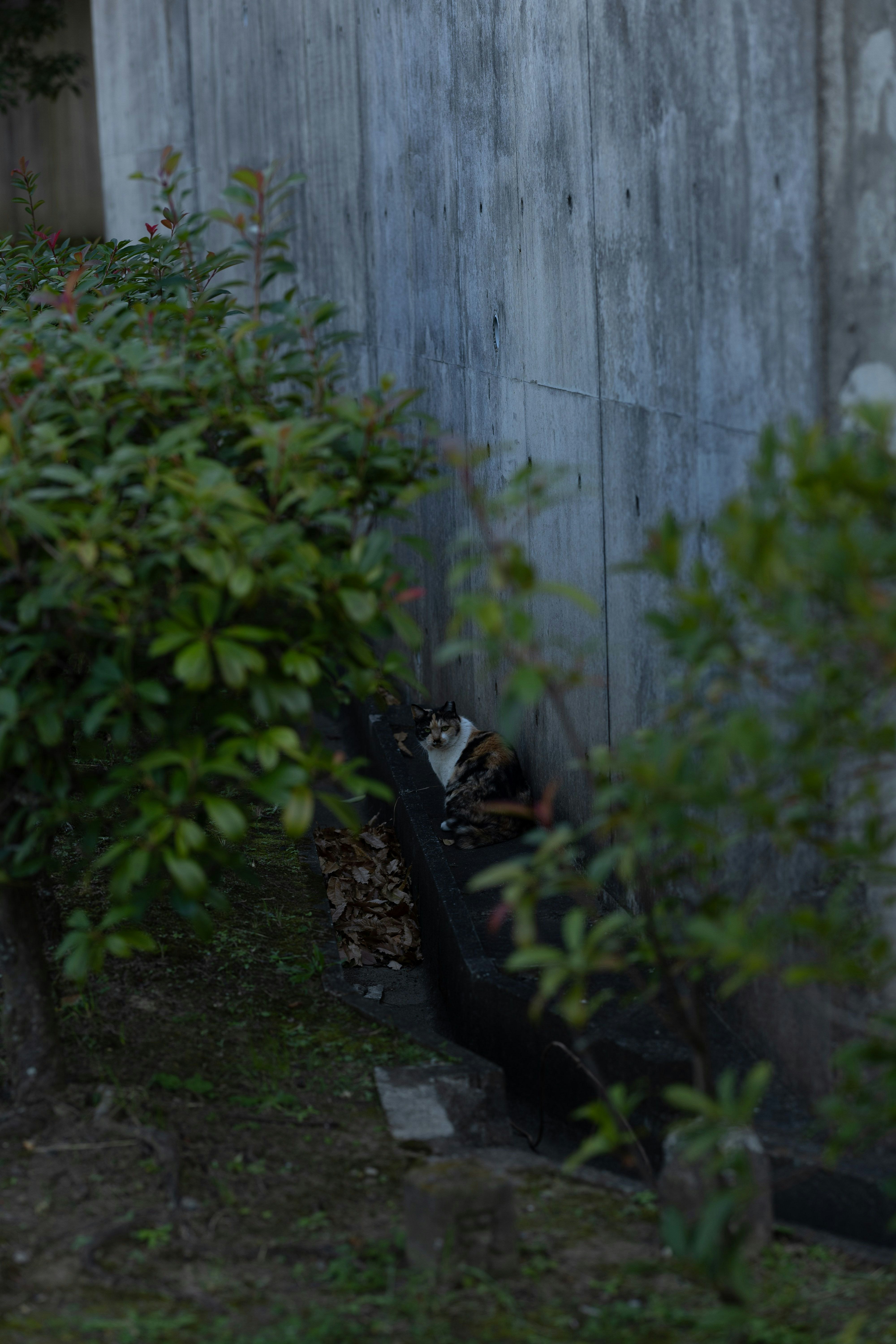 茂みの間を歩く小さな猫の姿