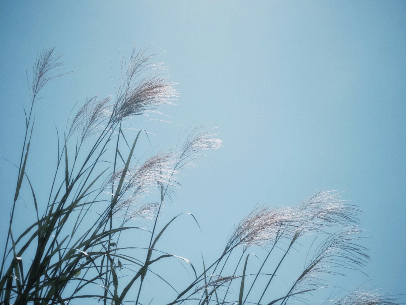 Grass with feathery plumes swaying against a blue sky