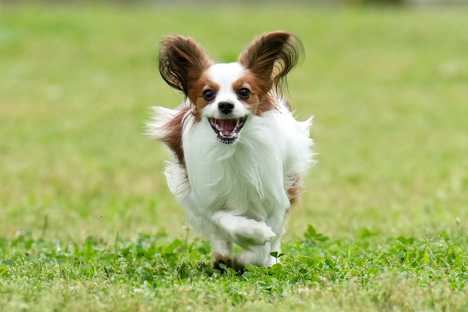 A happy Papillon dog running in a grassy field