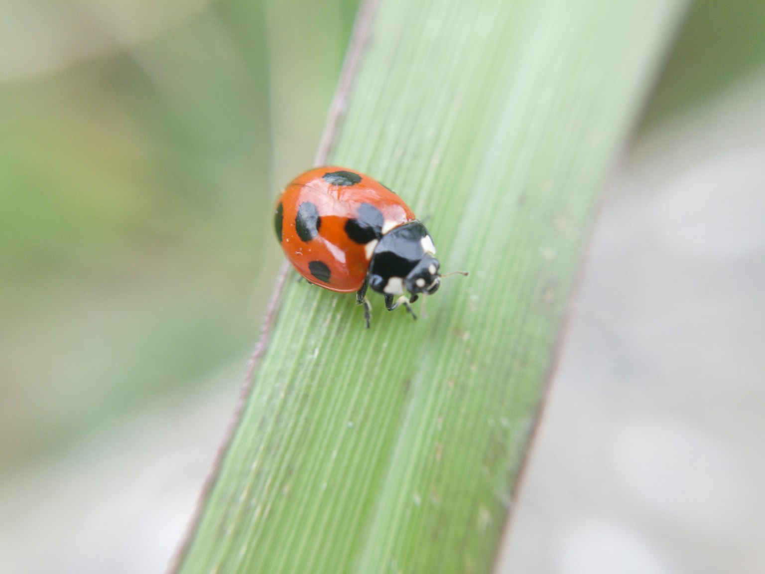 緑の葉の上にいる赤いテントウムシ 黒い斑点が特徴的