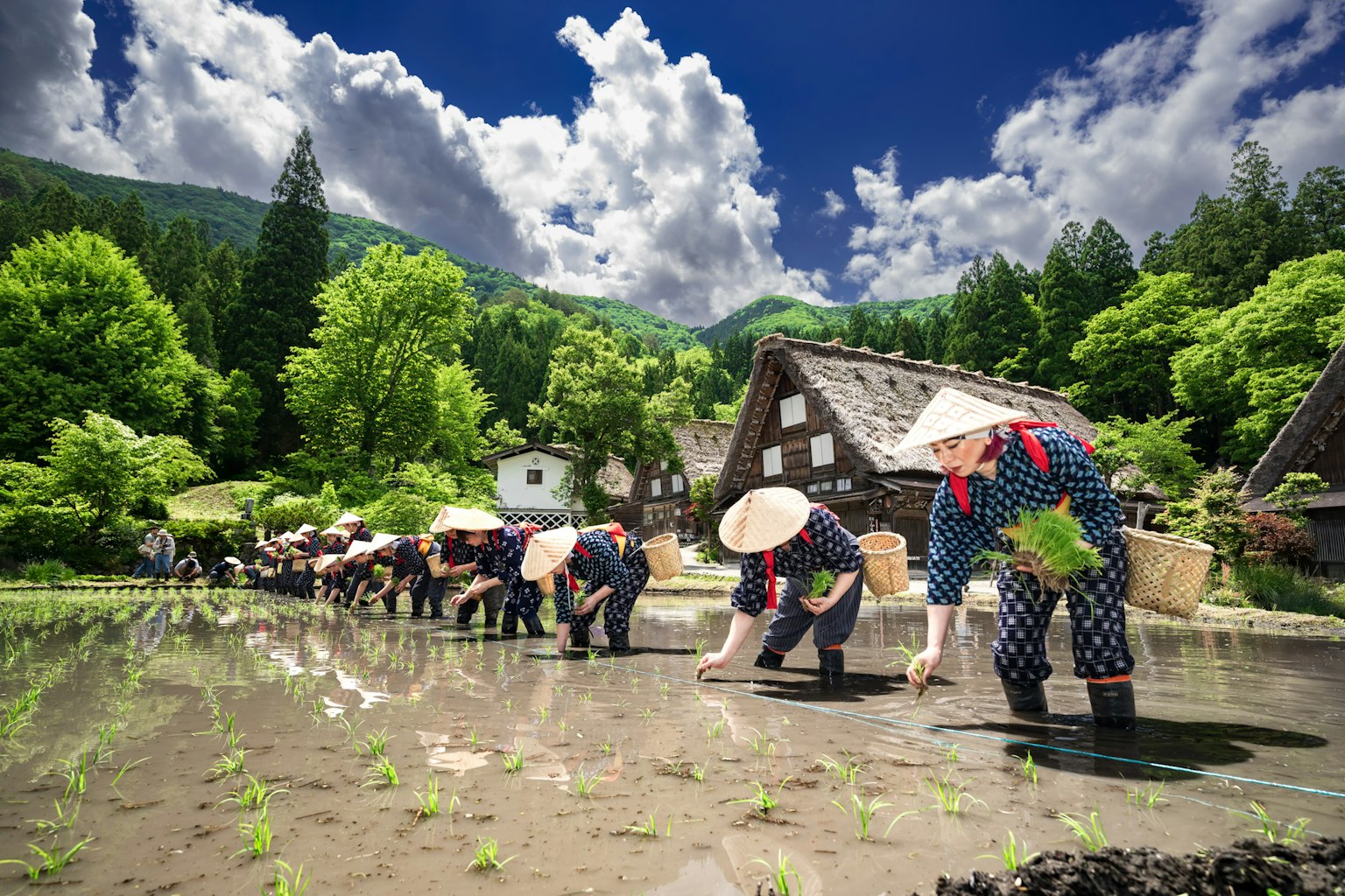 田植えをする農民たちが並ぶ美しい風景 緑豊かな山々と青空が広がる