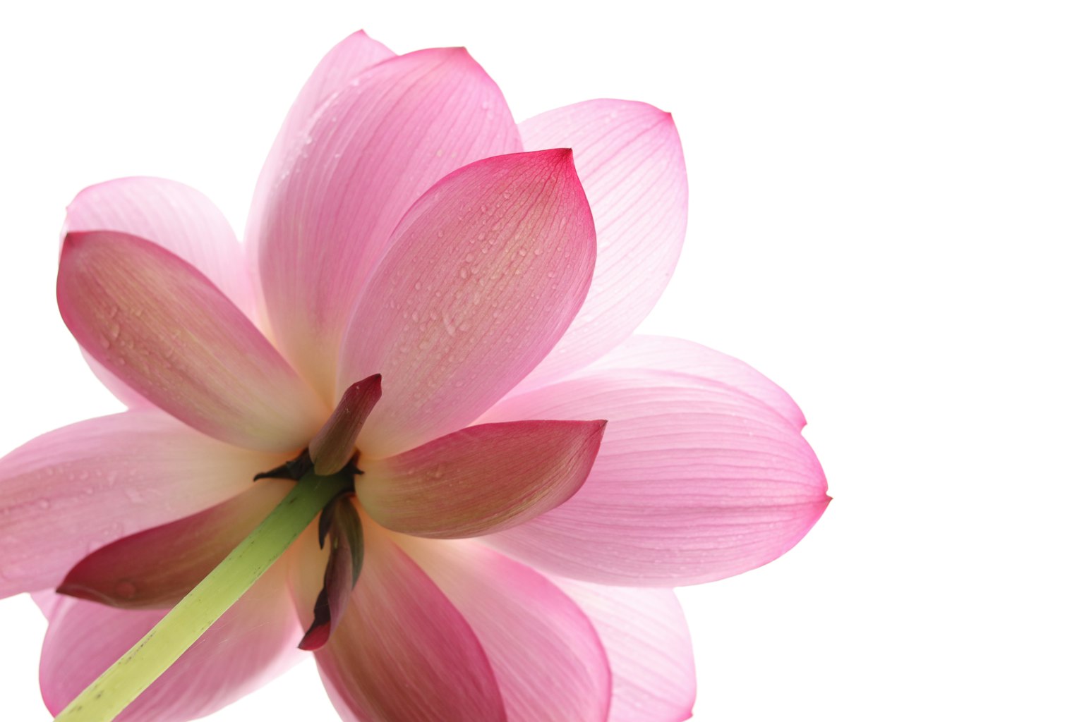 Primo piano di un fiore di loto rosa che mostra petali delicati