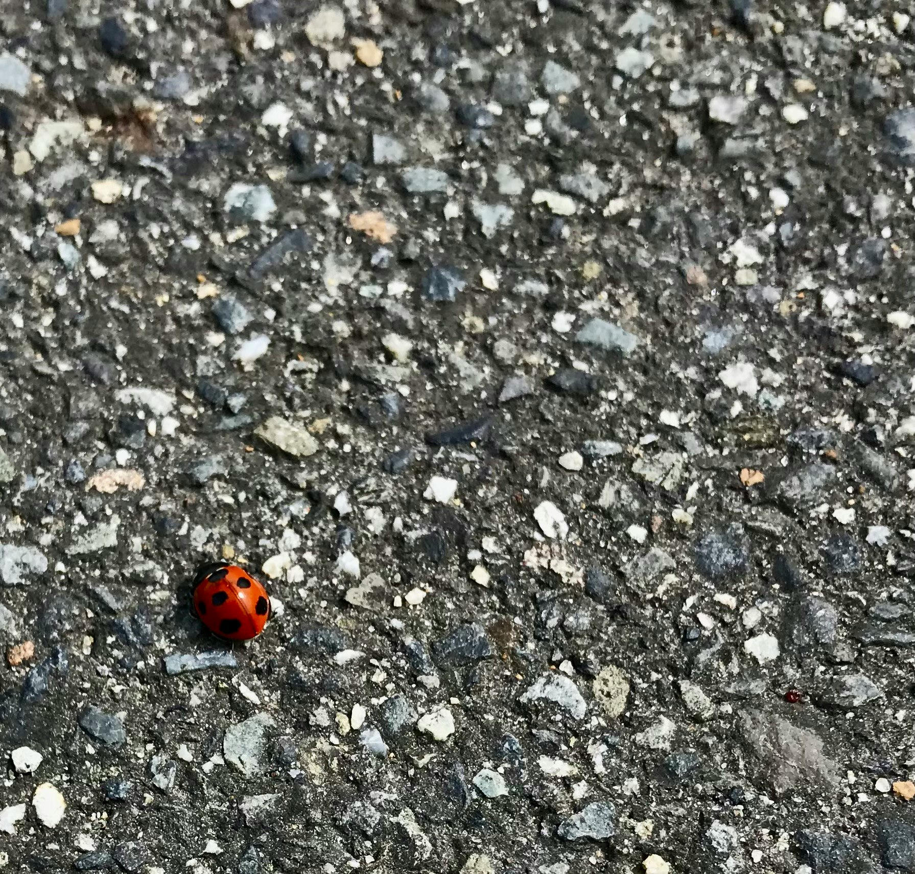 アスファルトの路面にいるテントウムシ