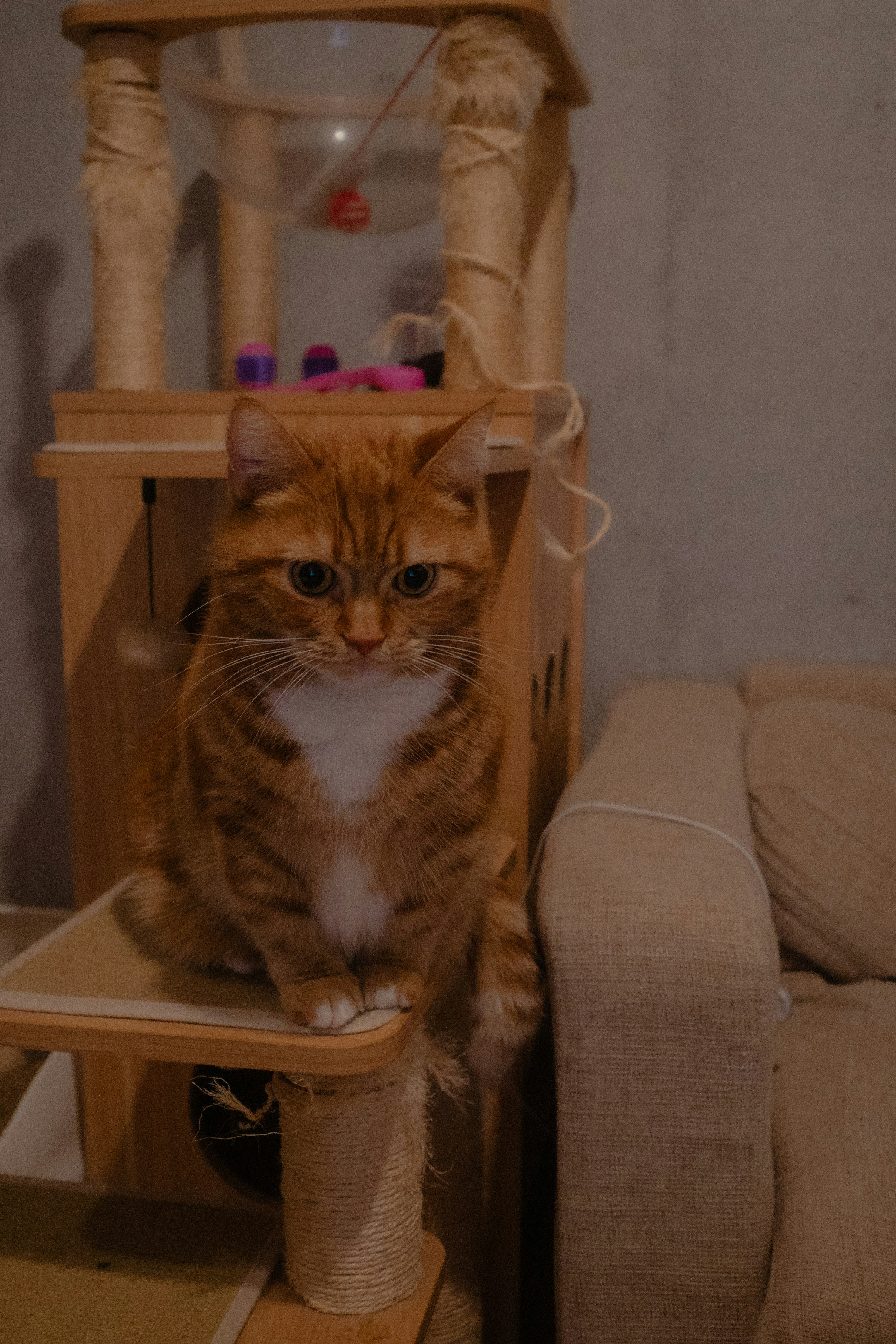 猫が爪とぎポールの上で見つめる室内の様子