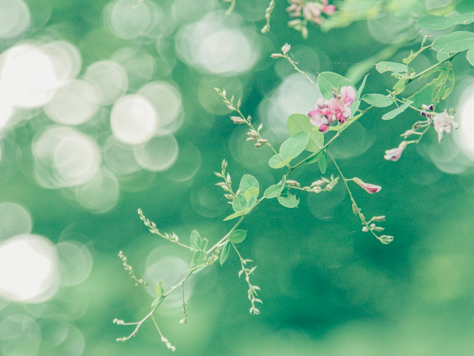 Primer plano de una planta con flores rosas sobre un fondo verde
