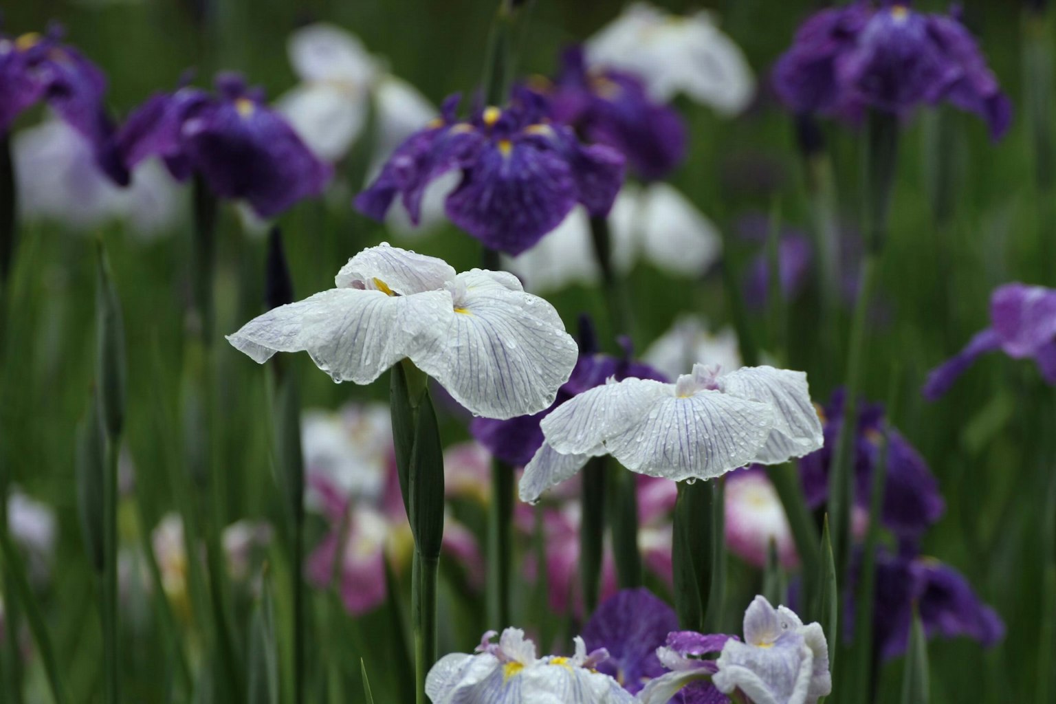 Paysage magnifique avec des fleurs d'iris blanches et violettes en fleurs