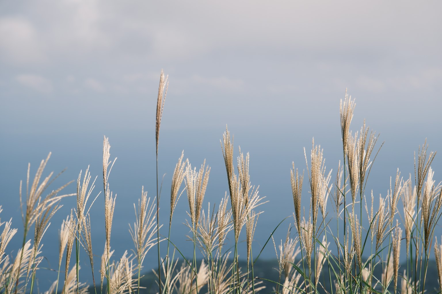Feld mit hohen Gräsern, die gegen einen sanften blauen Himmel wiegen