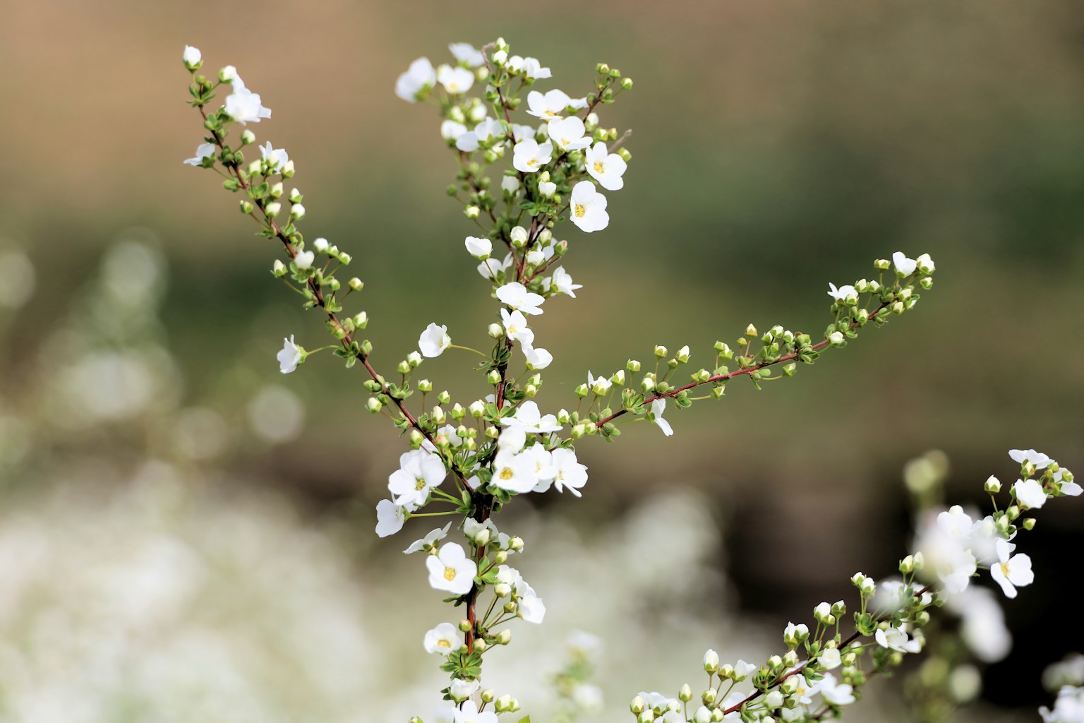 Cận cảnh cành mảnh mai với những bông hoa trắng nhỏ