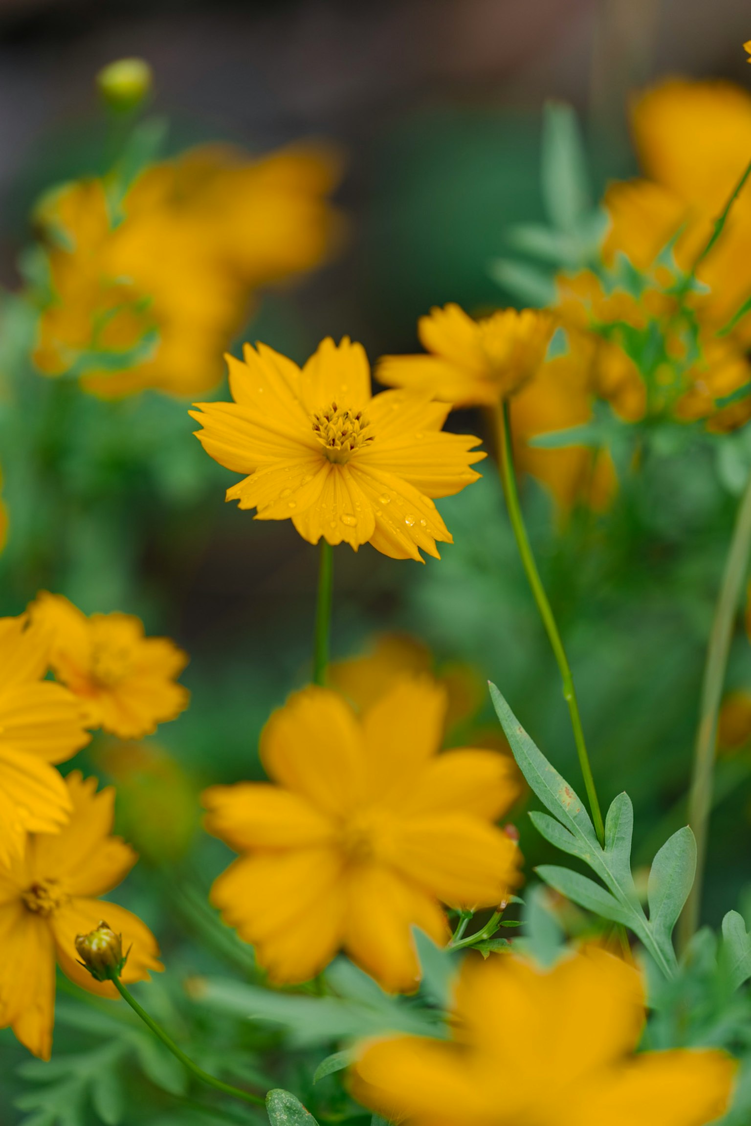 Lebendige gelbe Blumen blühen umgeben von grünen Blättern