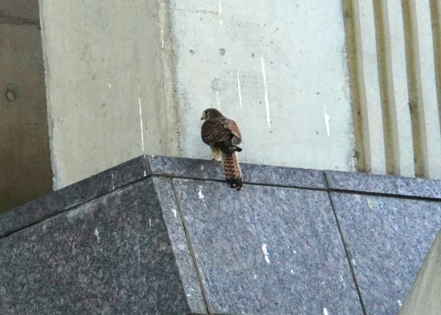 A small bird perched on a concrete ledge