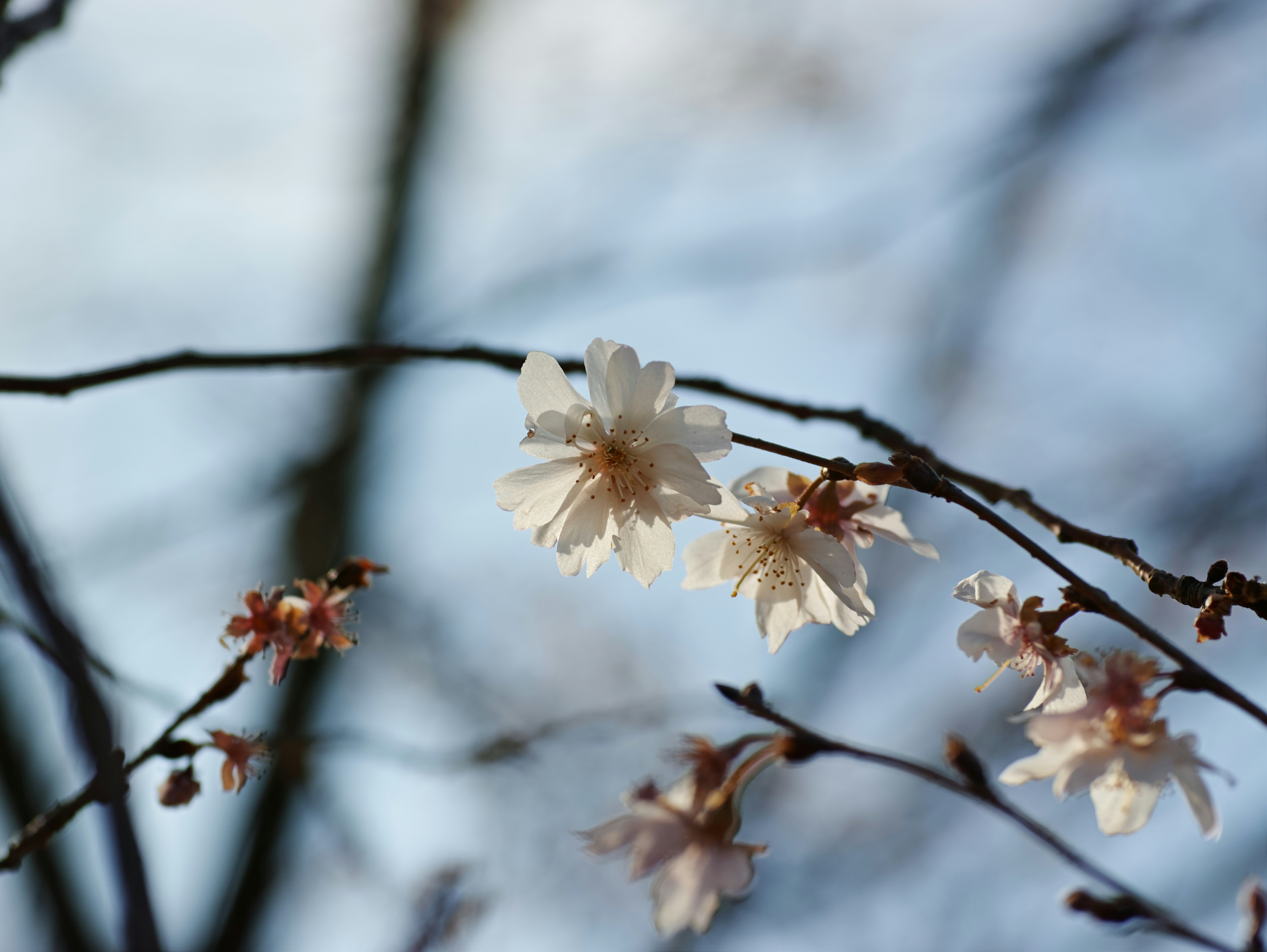 枝に咲く桜の花とつぼみのクローズアップ
