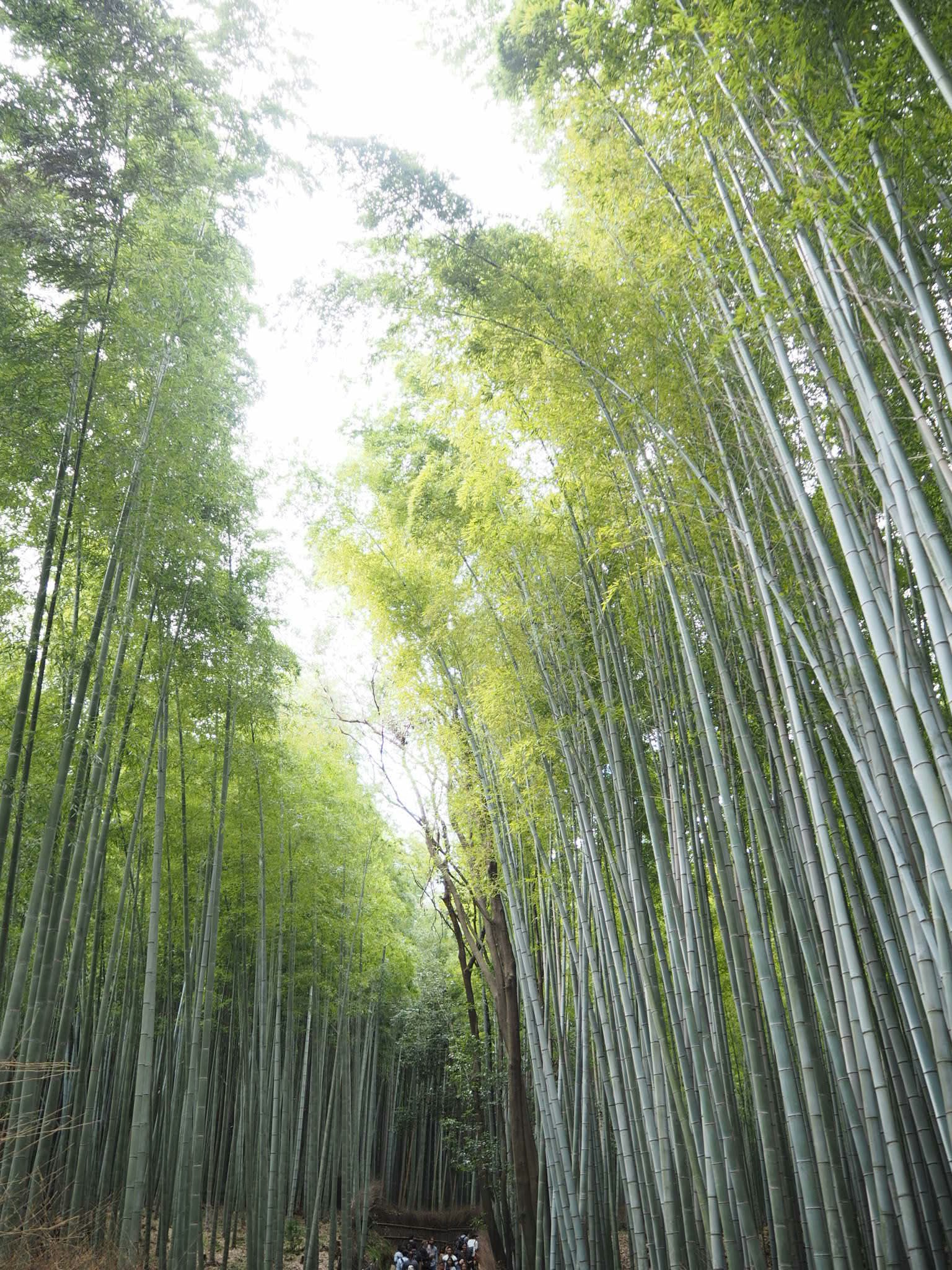 Luz filtrándose a través de un exuberante bosque de bambú verde
